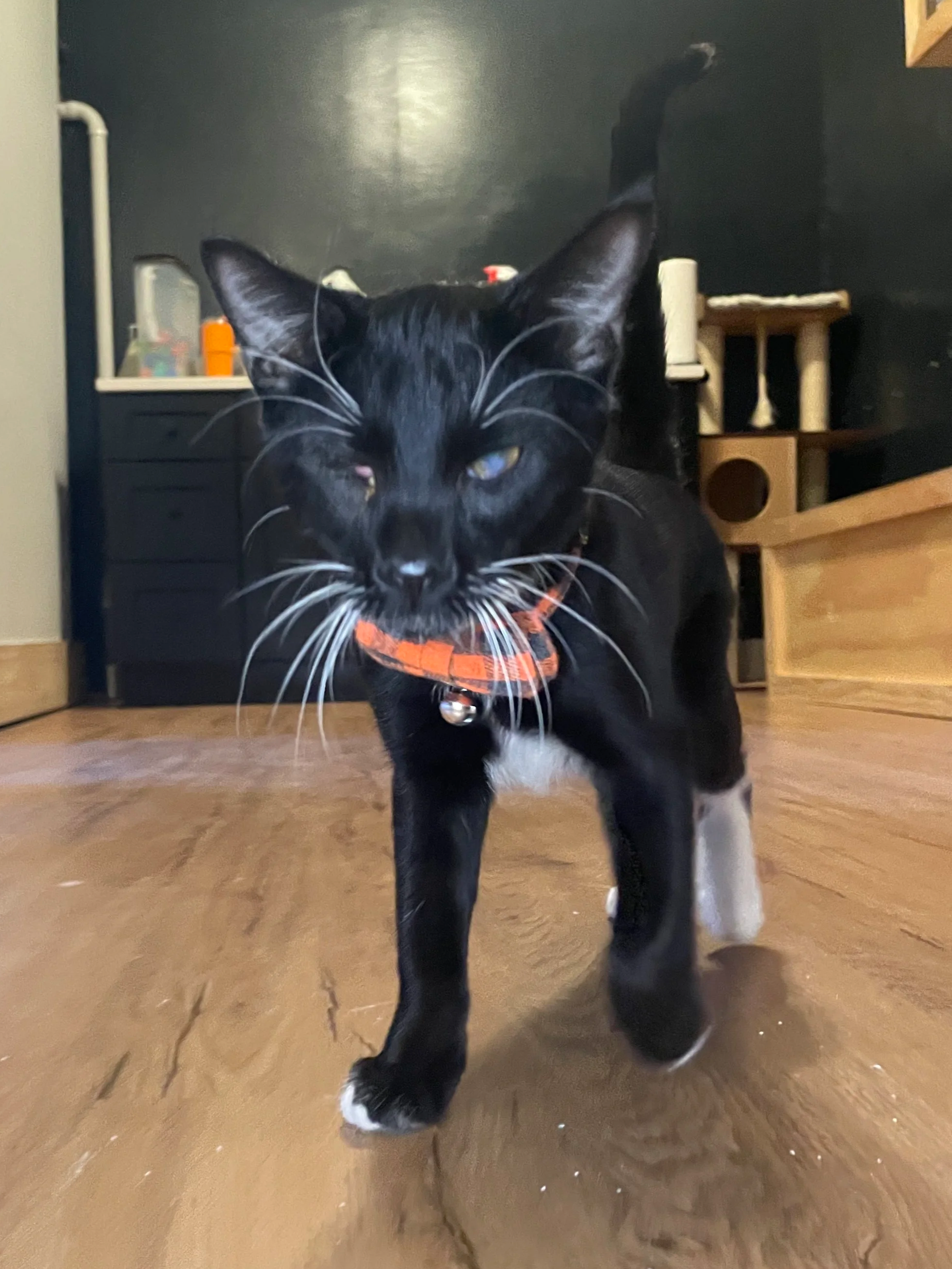 Boysie - 6 month old male, partially blind