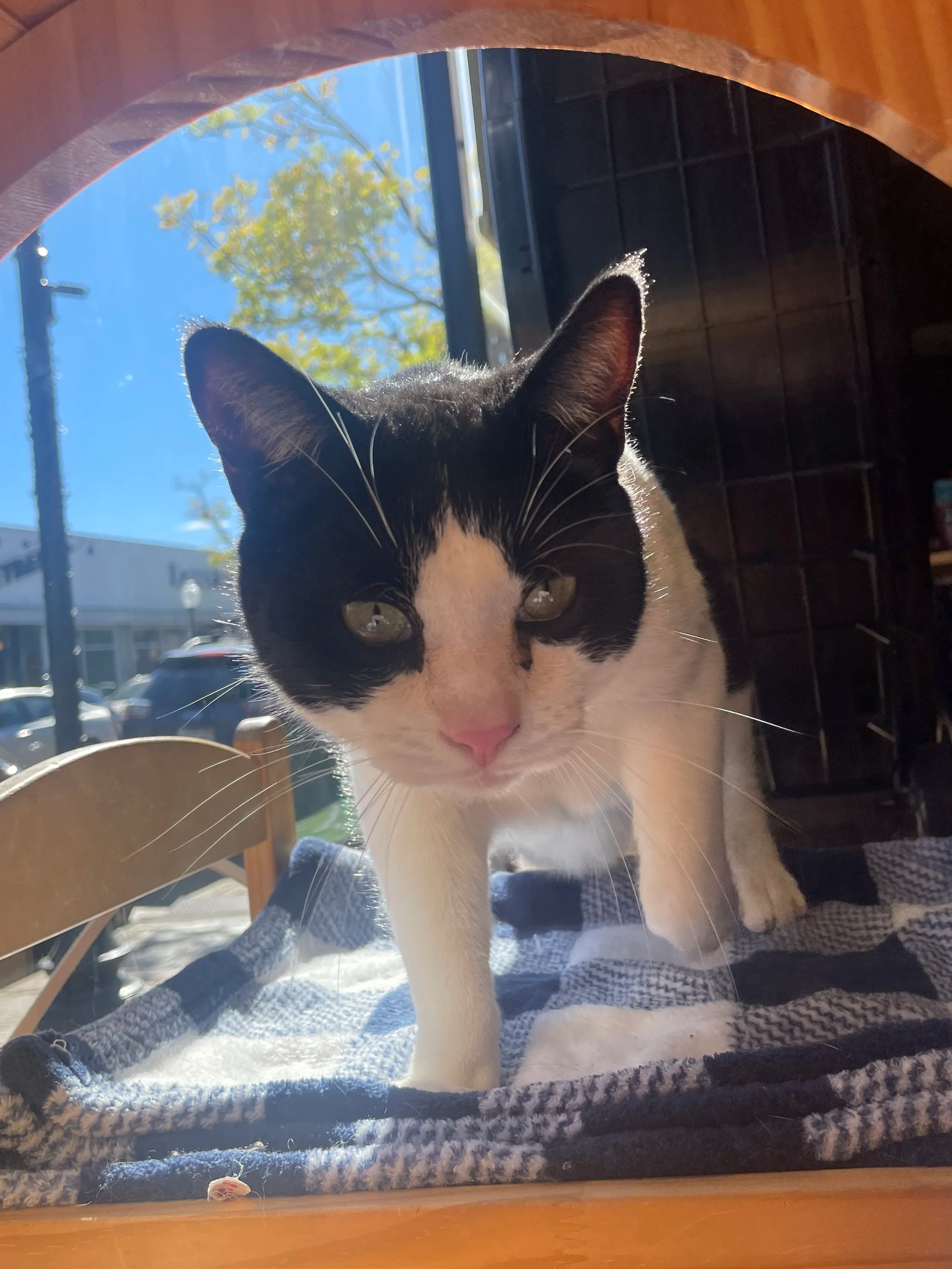 Blitzen - 2.5 year old male