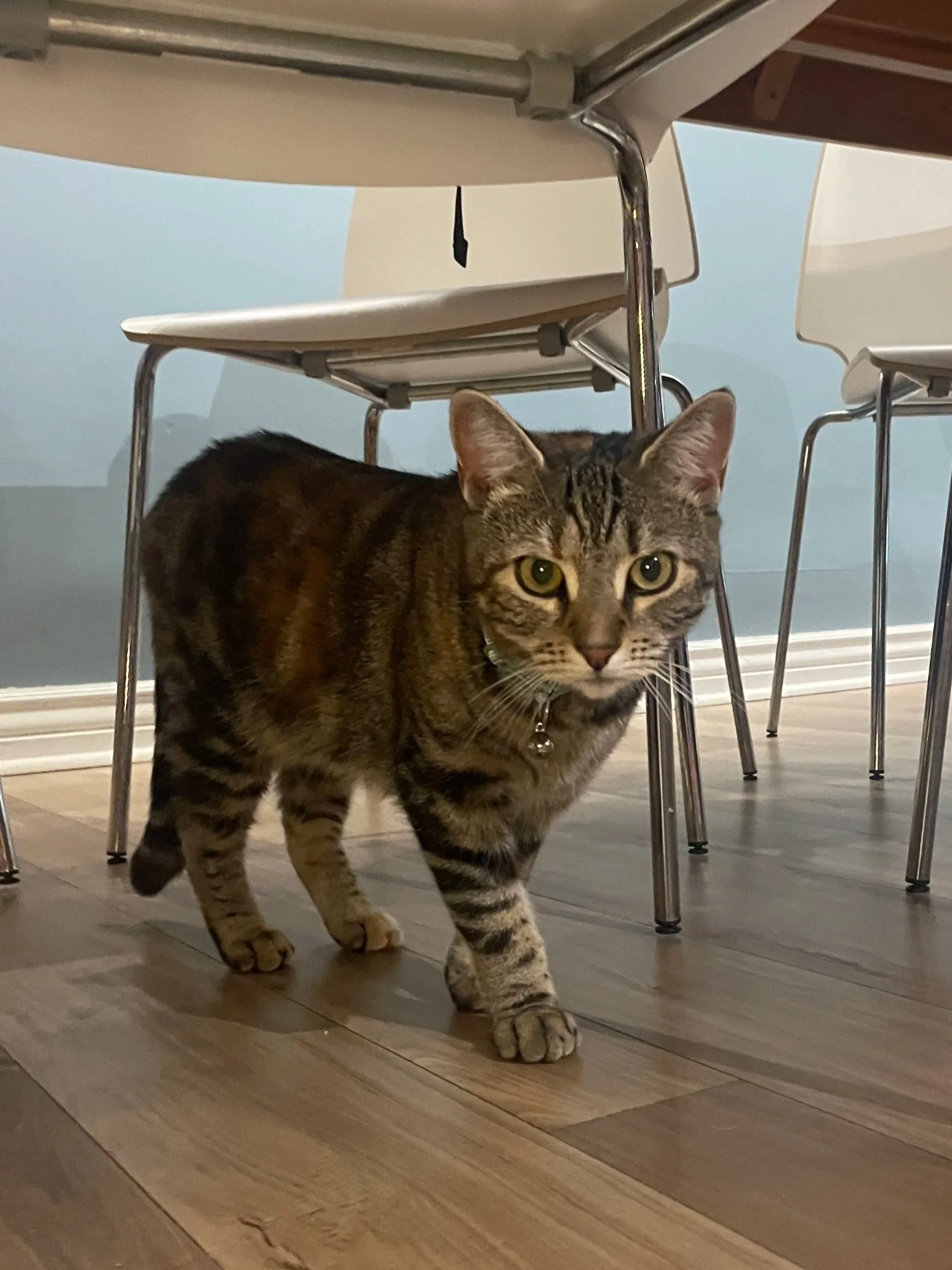 Gremolata - 1.5 year old female