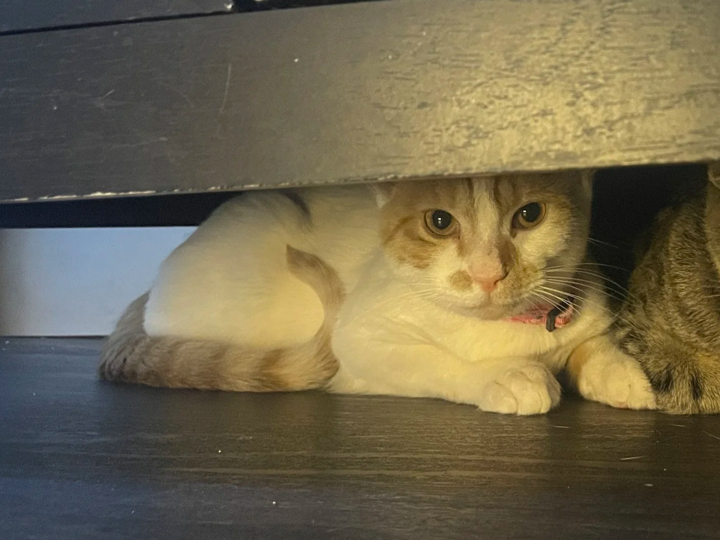 Ponyo - 5 month old female
