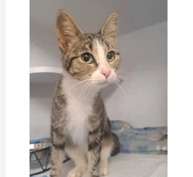Chihiro - 3 year old female
