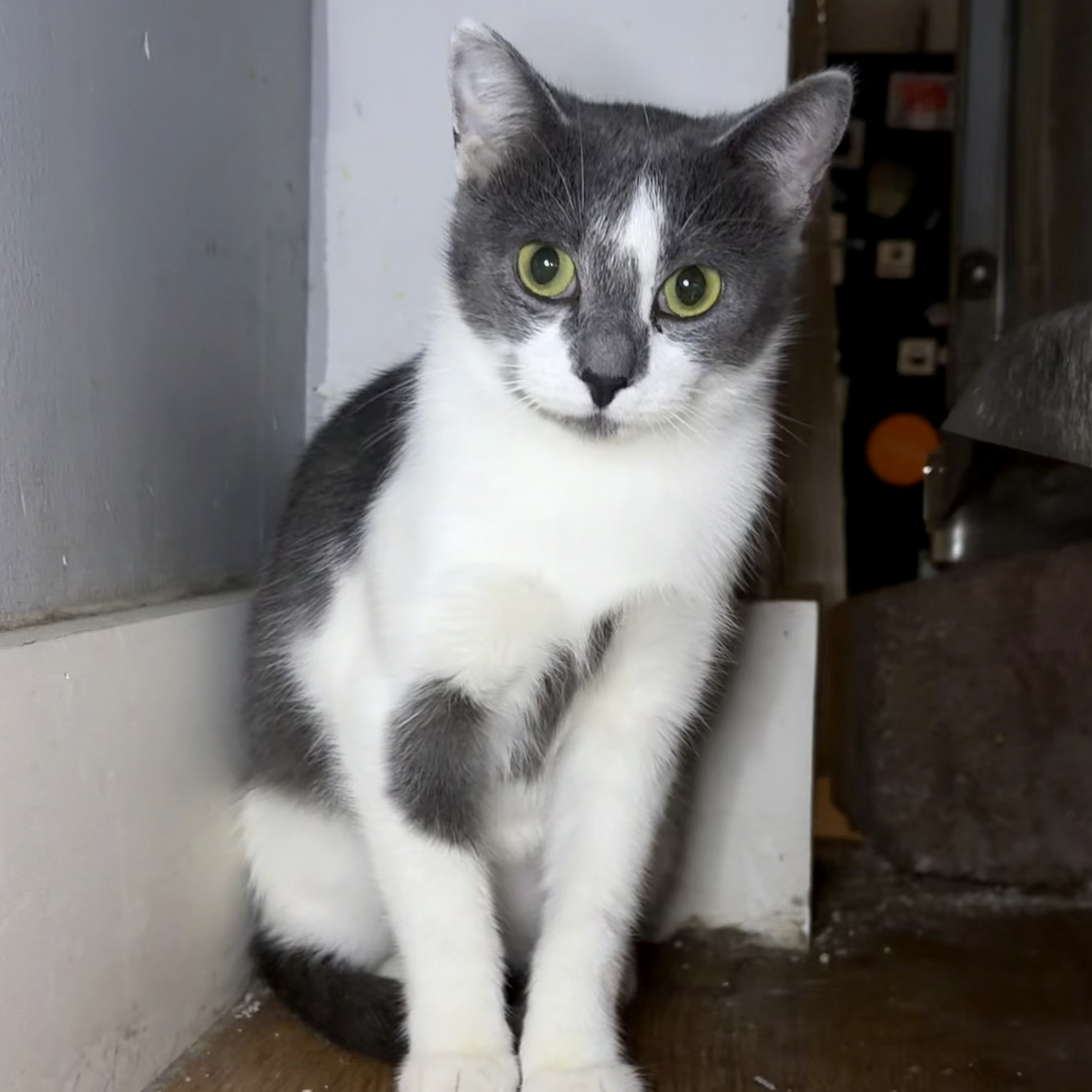 Shasta - 1 year old female
