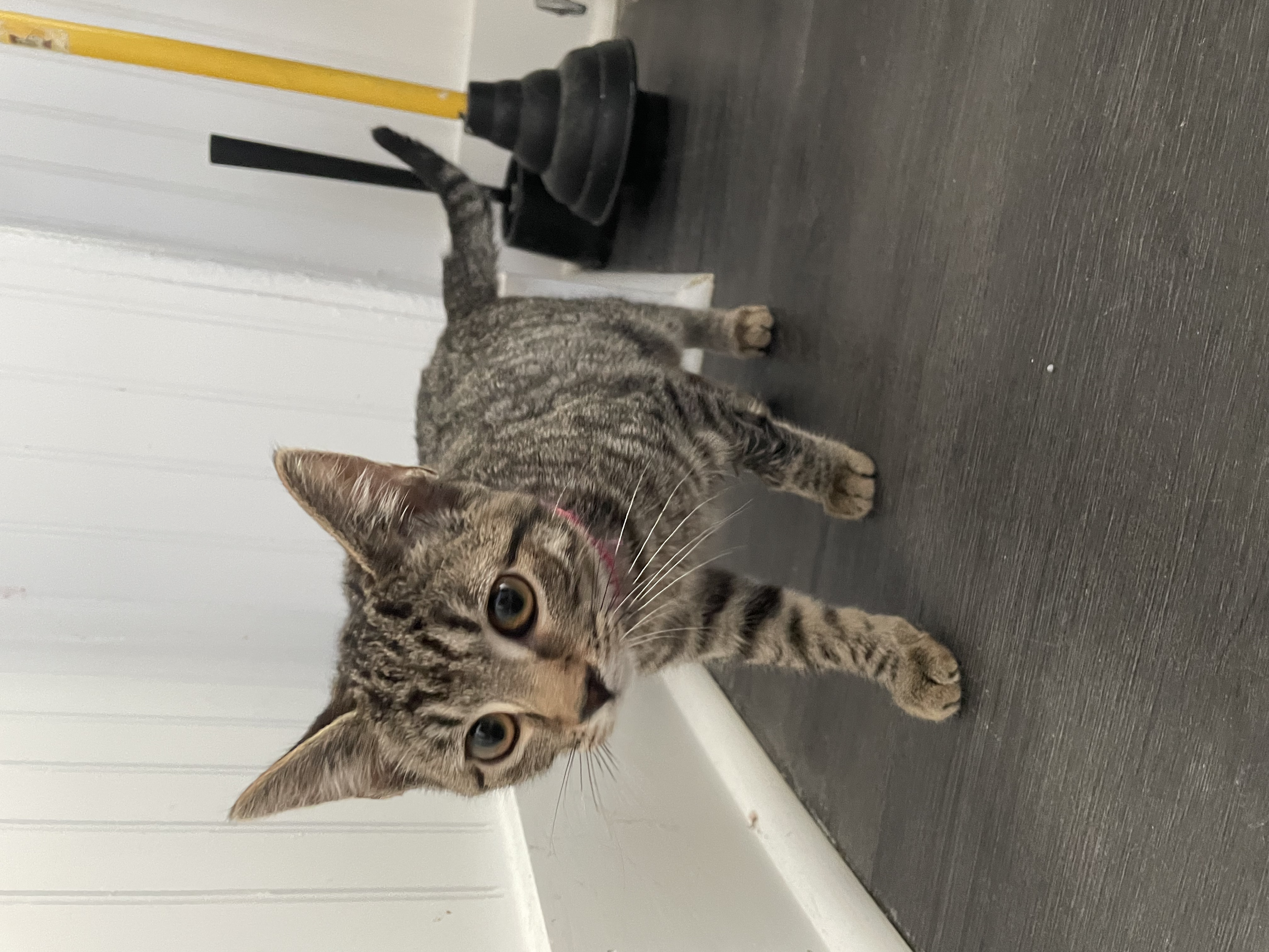 Pearl -  (application pending)