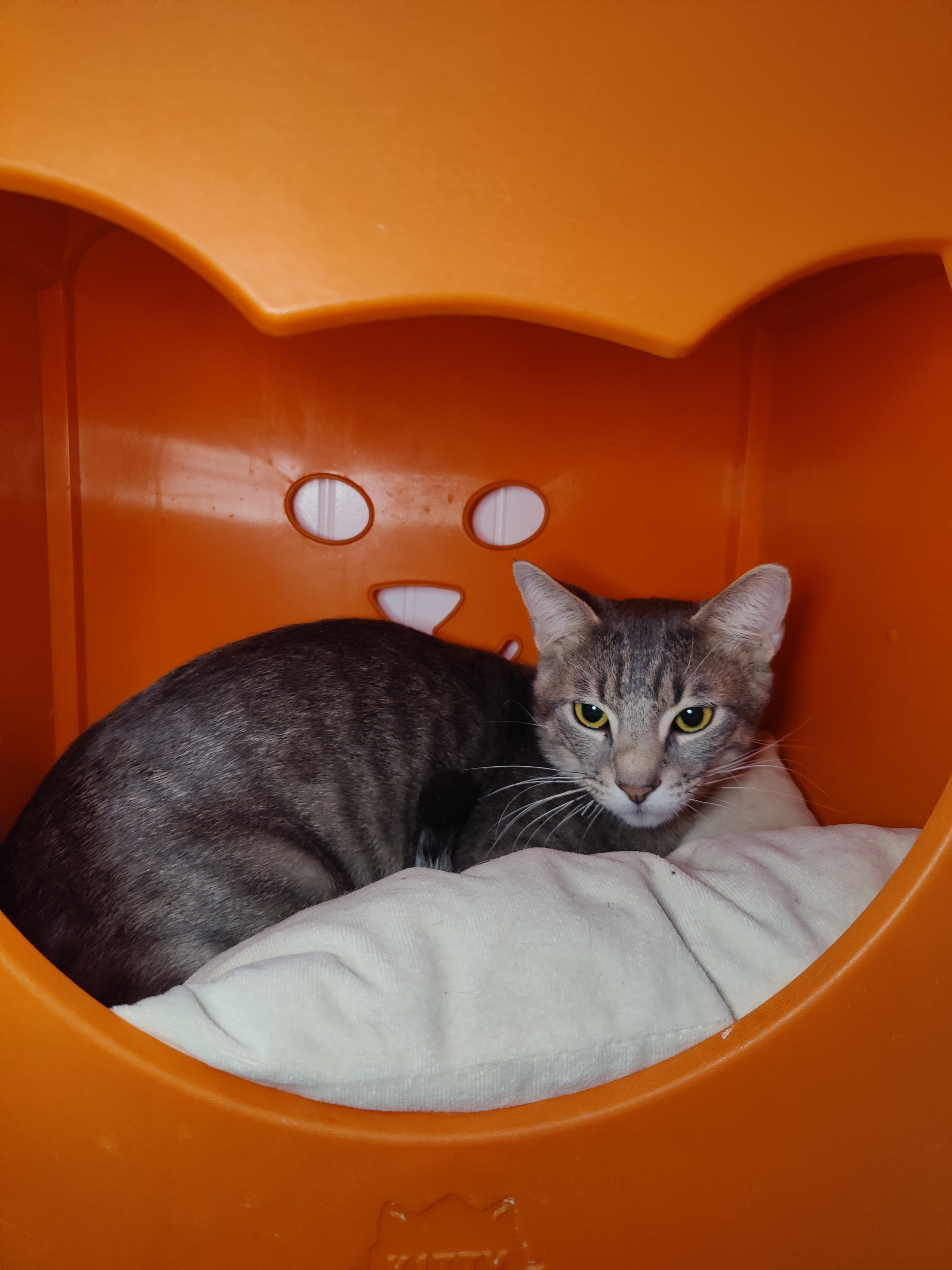 Jameson - 11 month old male