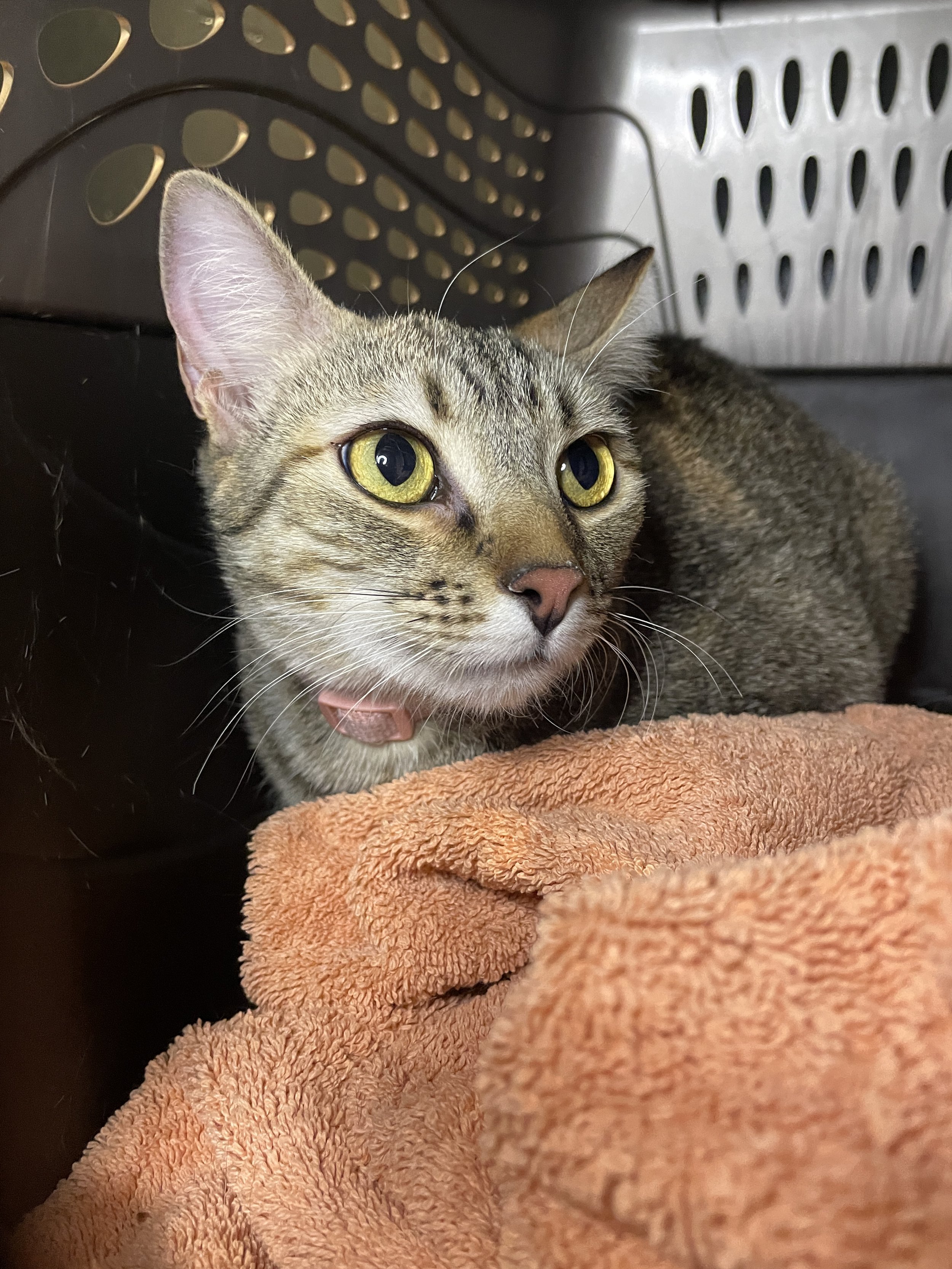 SkippyJon Jones - 11 month old female