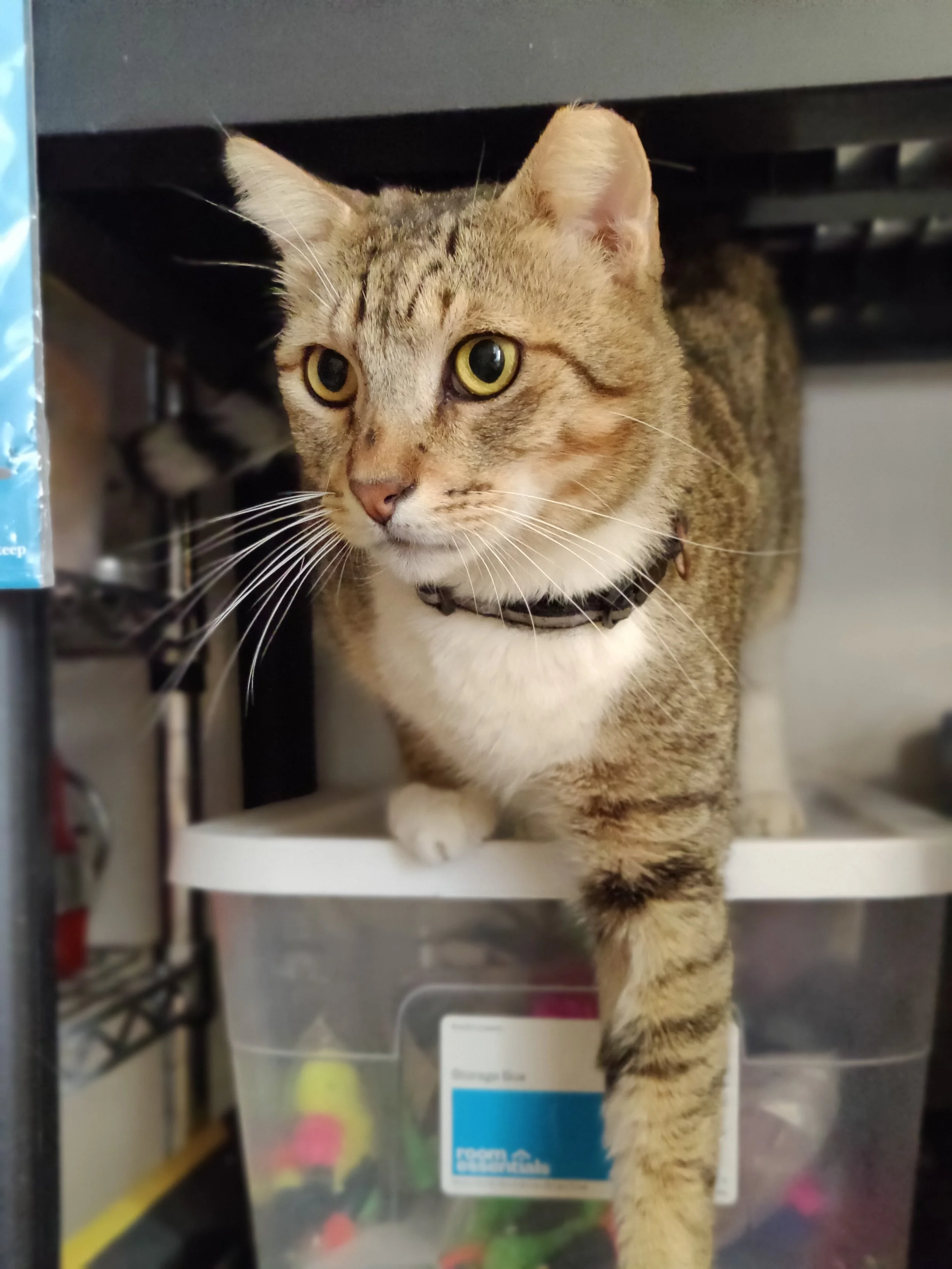 Huelo - (application pending)