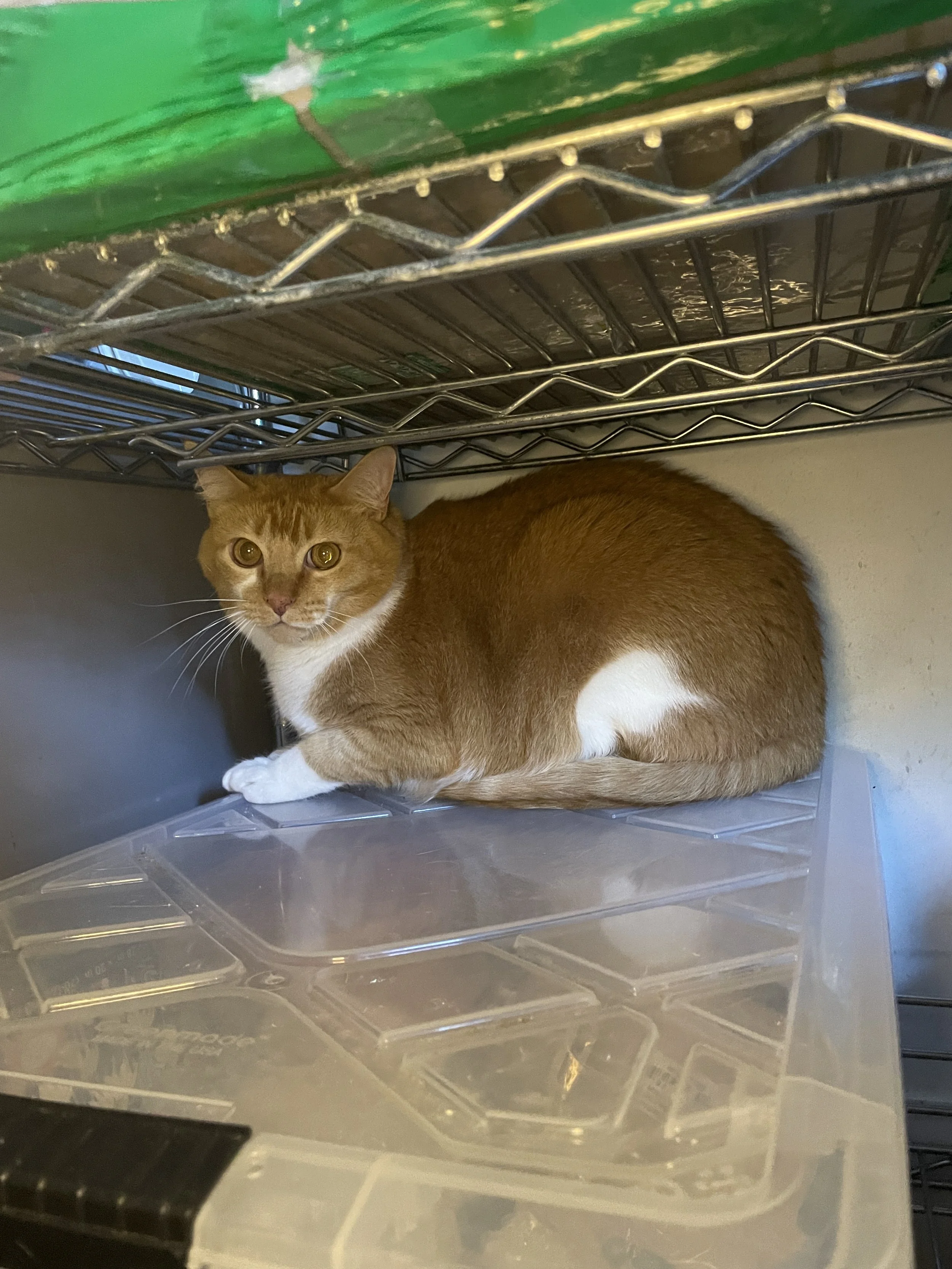 Olafur - 5 year old male, bonded to Viggo