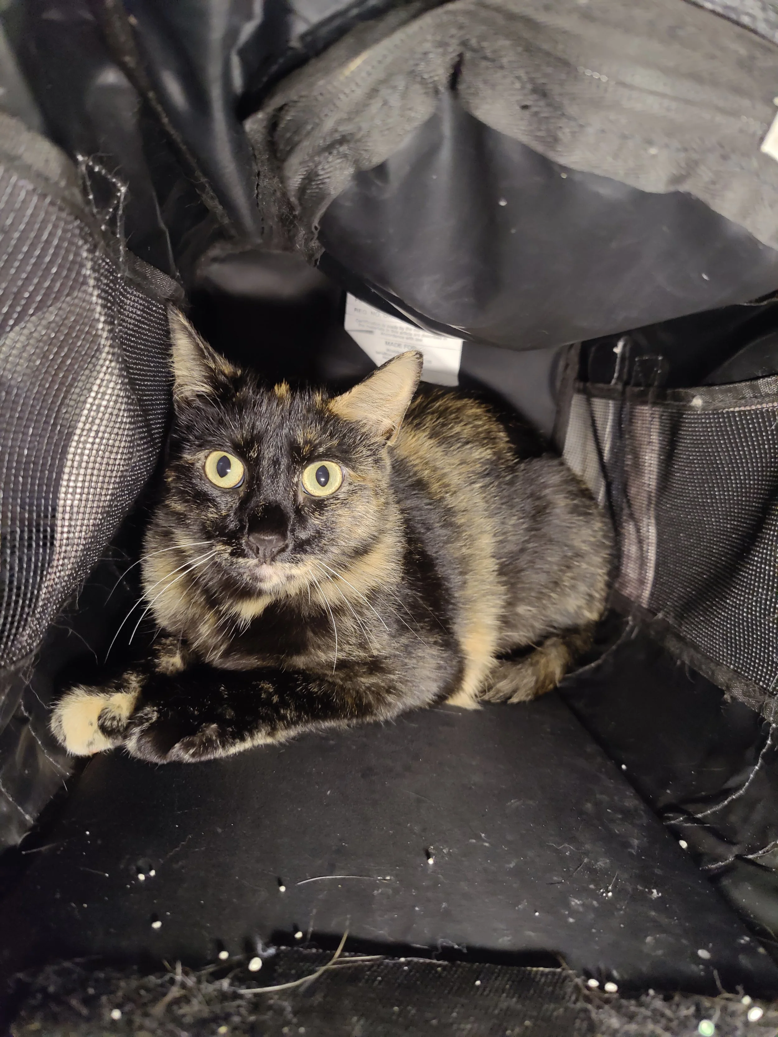 Carmen - 1 year old female