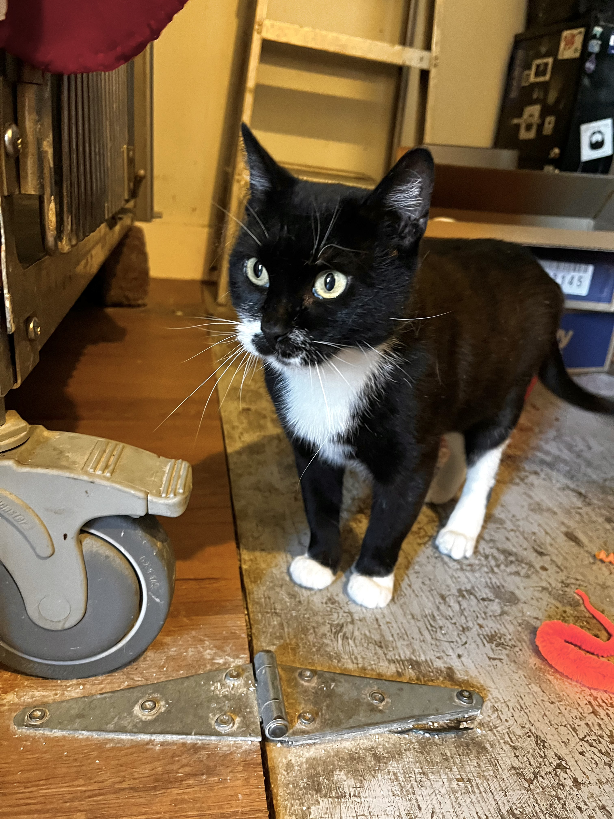 Missy - (application pending)