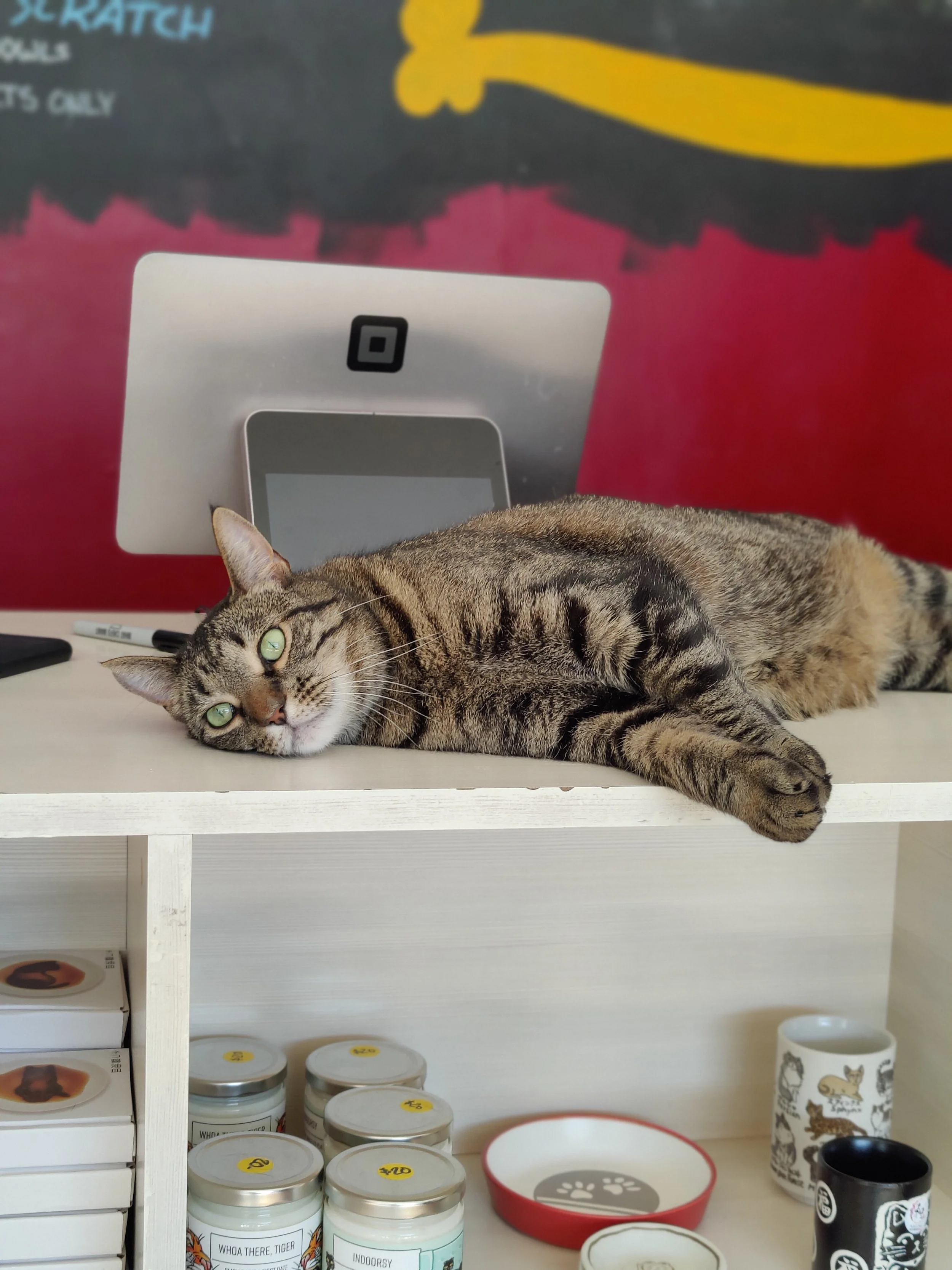 Monkey - 3 year old female