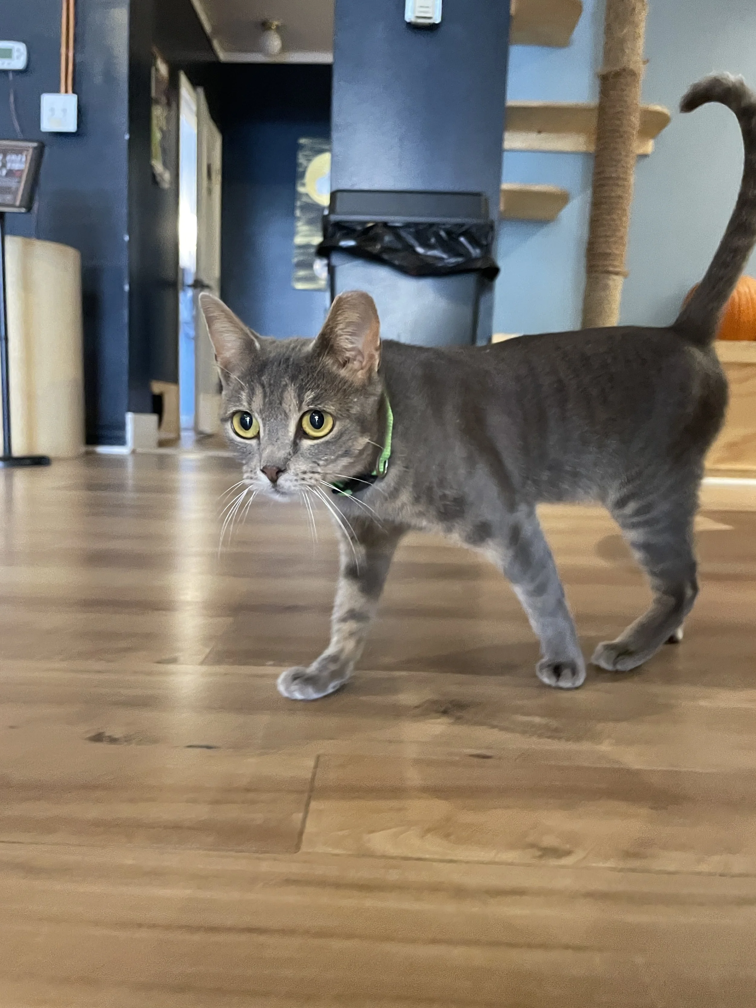 Biscuit - (application pending)