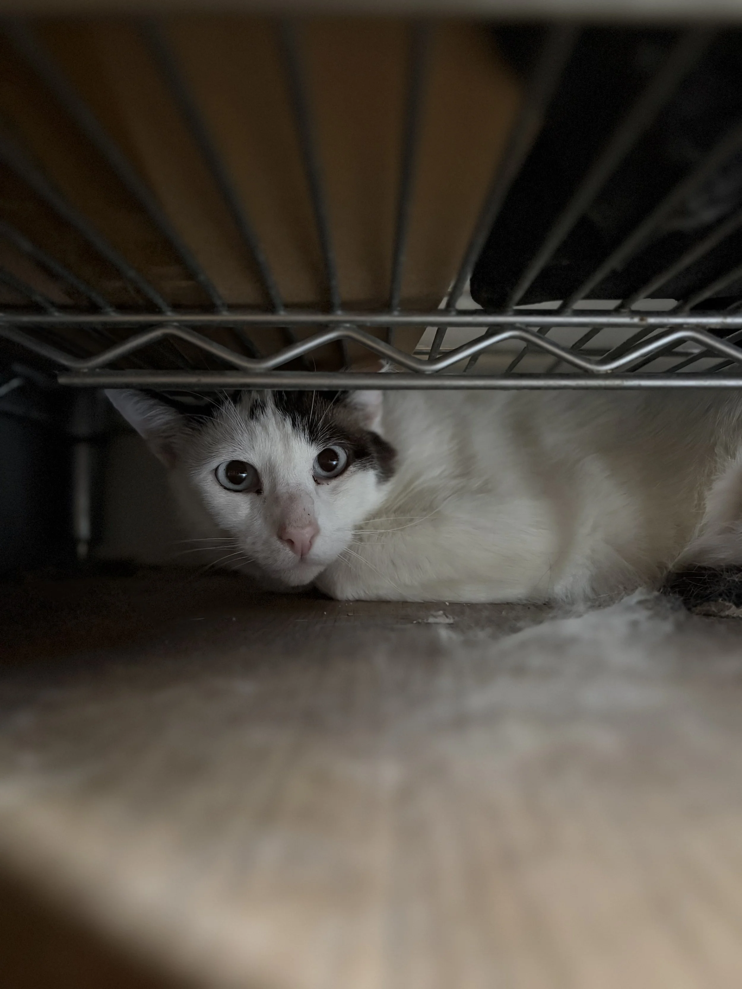 Mr. White - 3 year old male