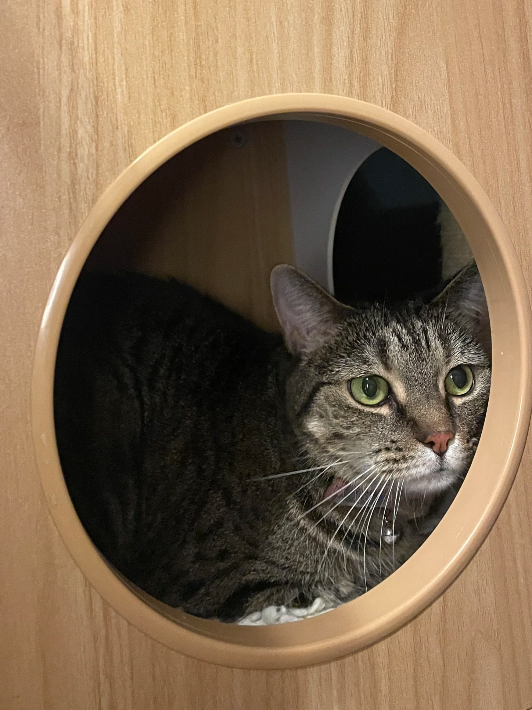 Cecilia - 4 year old female