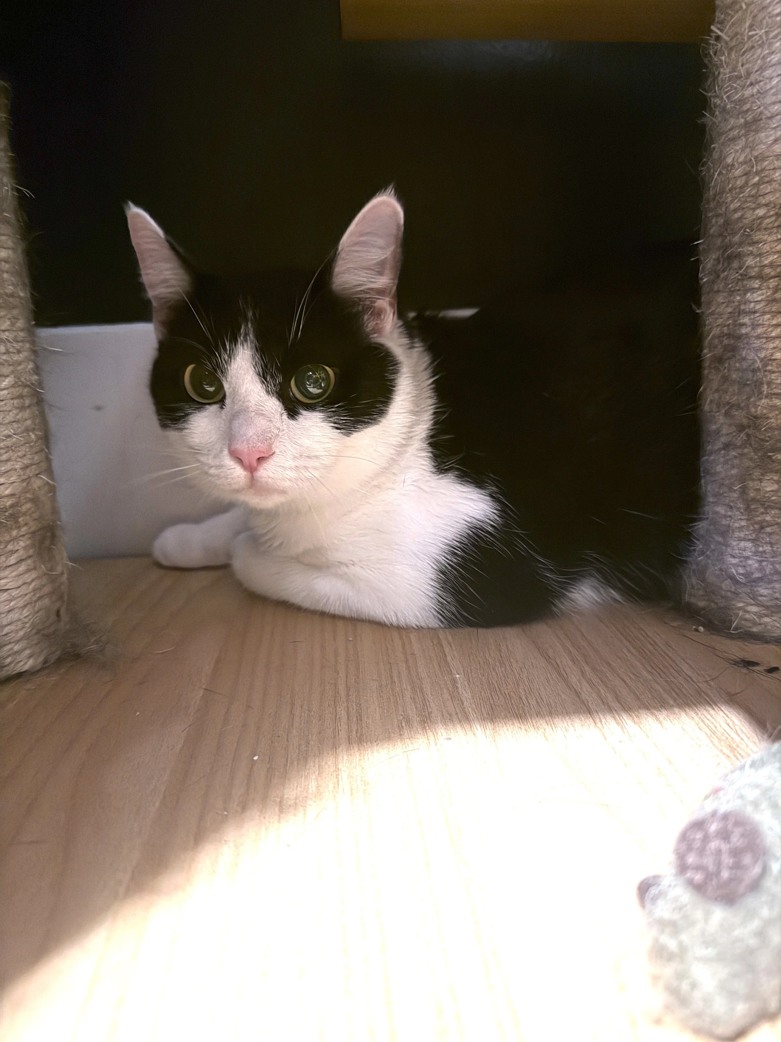 Zara - 1 year old female