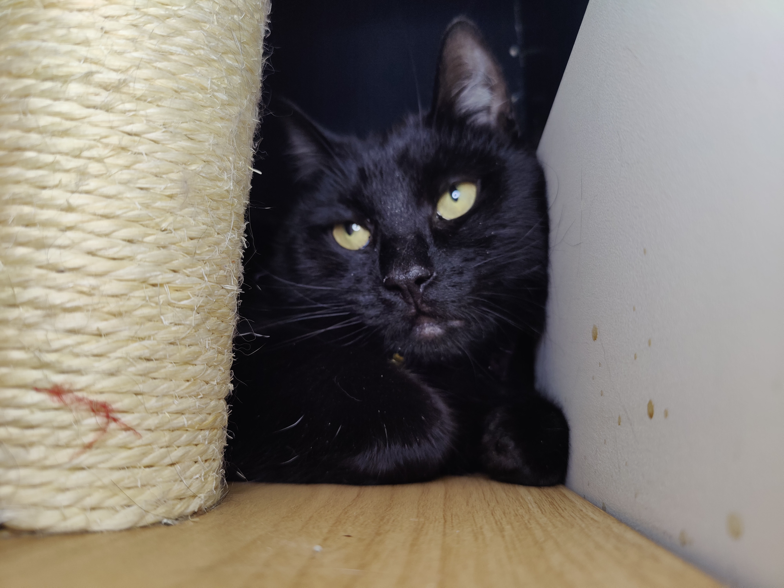 Sukana - 2 year old female