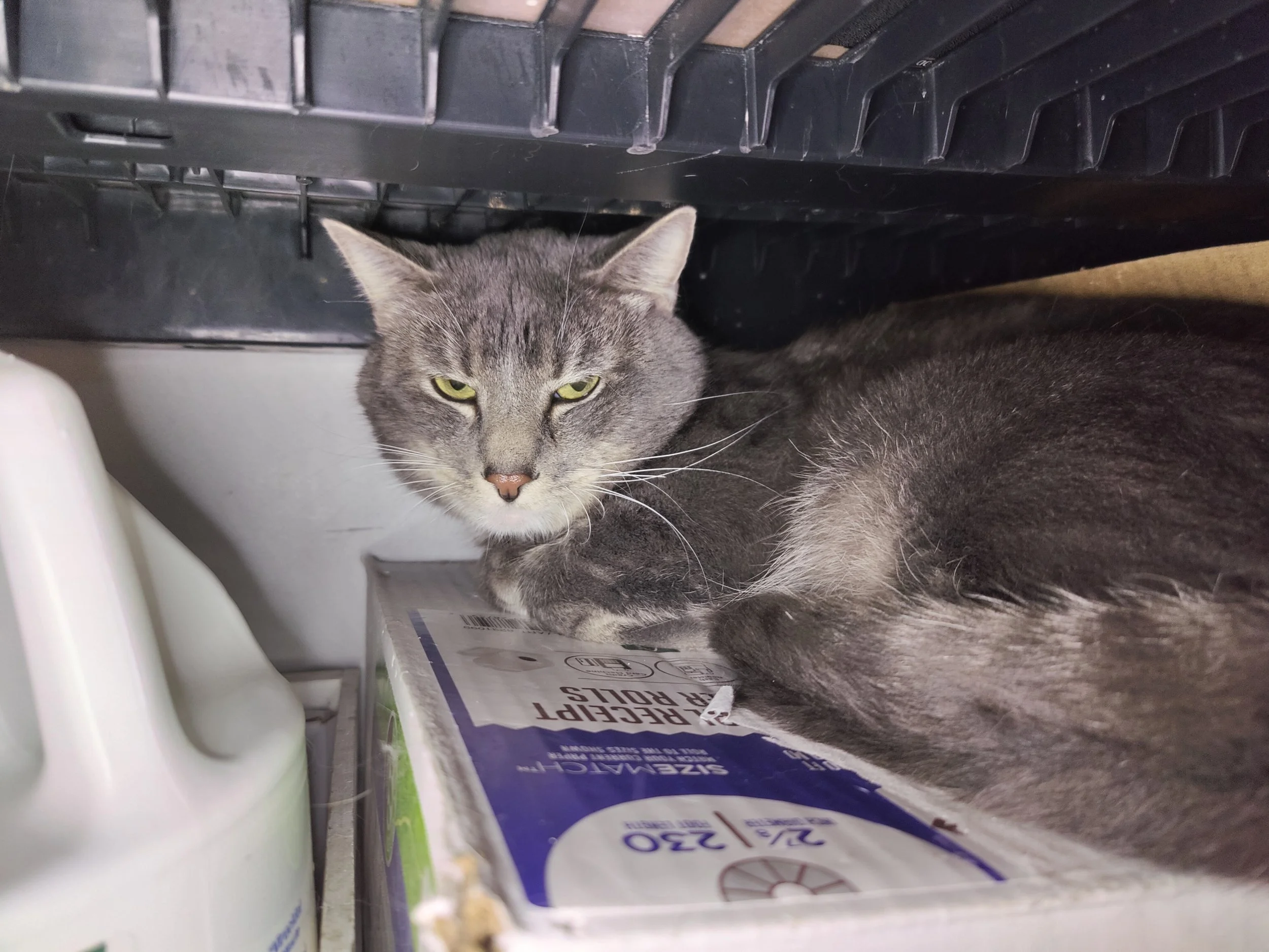 Mogwai - 3 year old male
