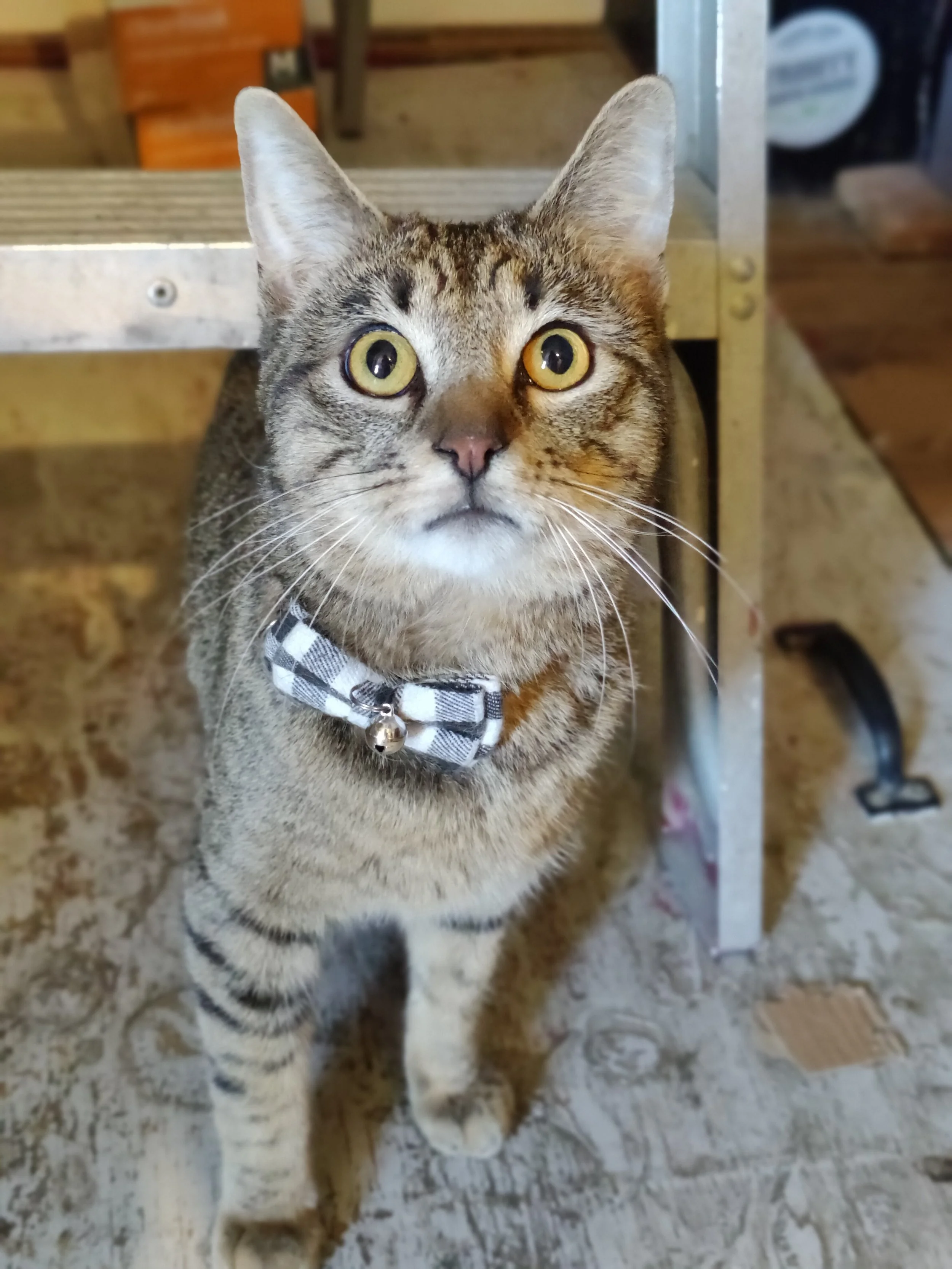 Daddy Cool - 2 year old male