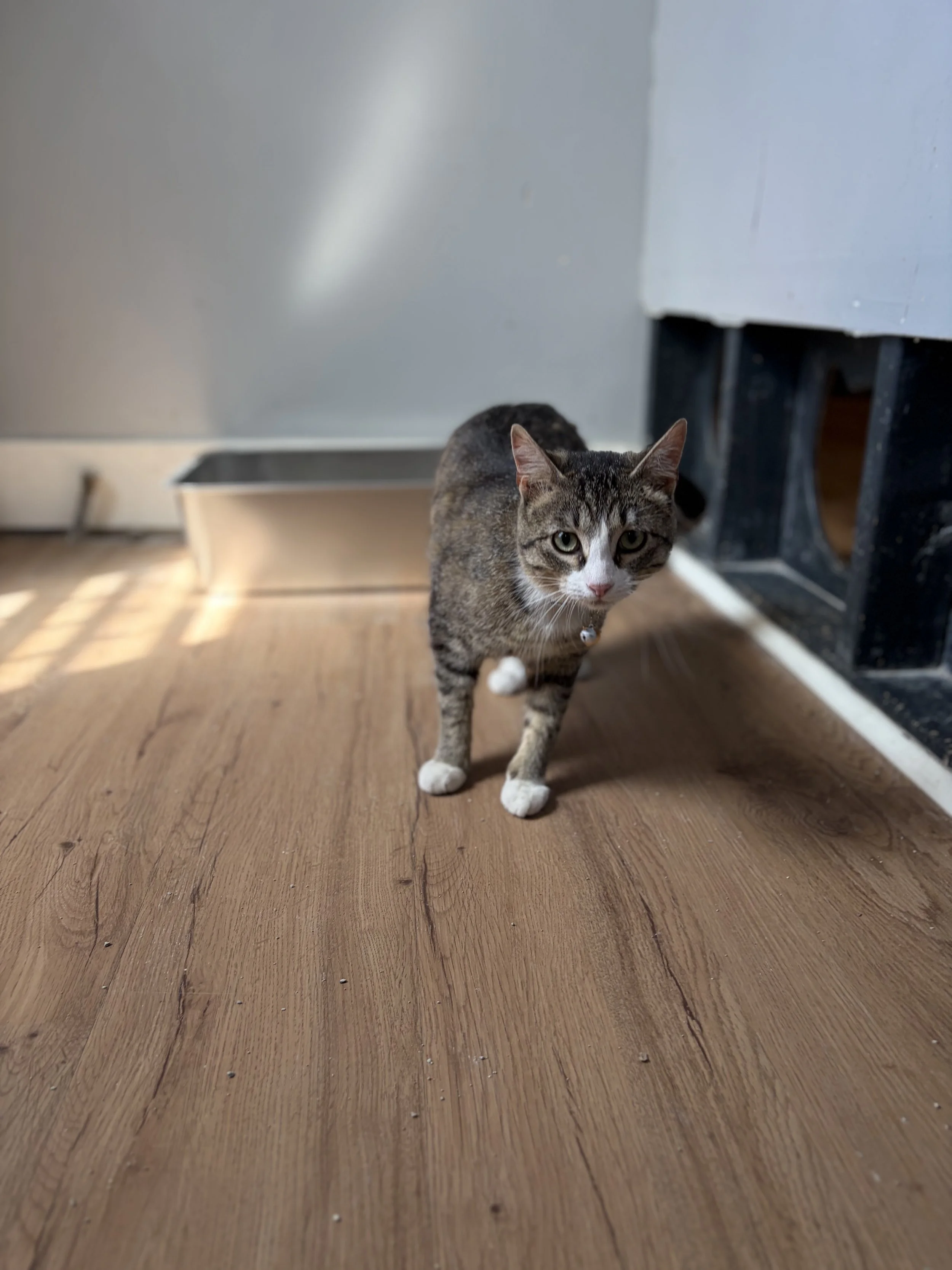 Dasha - (application pending)