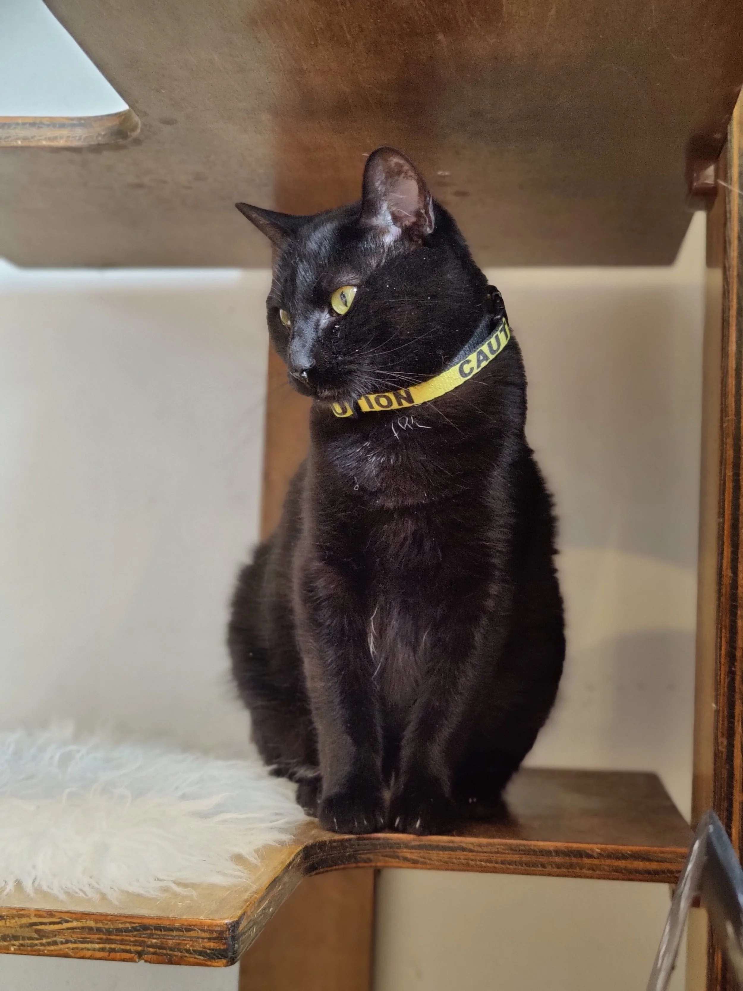 Hattie - 1 year old female
