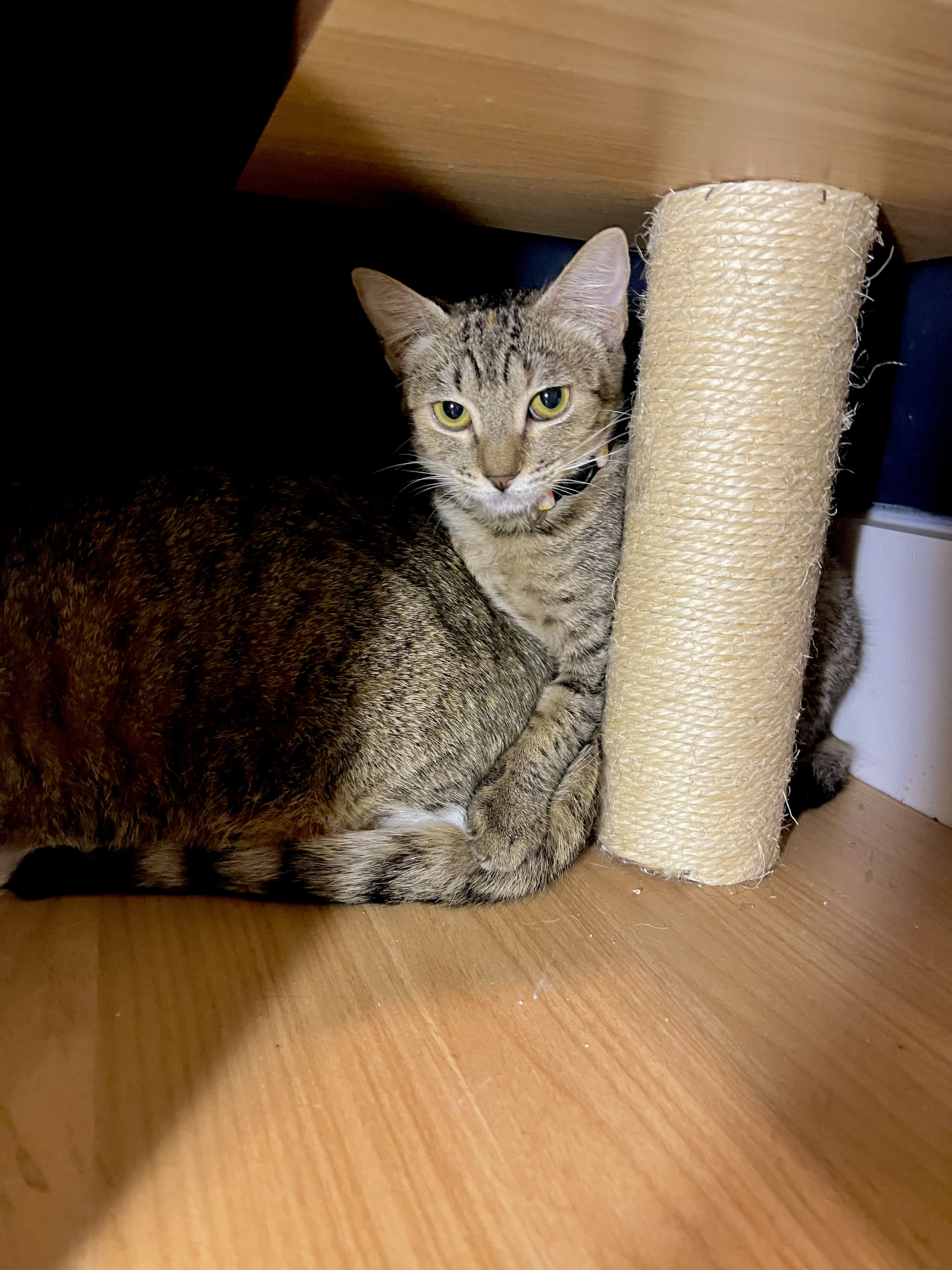 Shelby -(application pending)