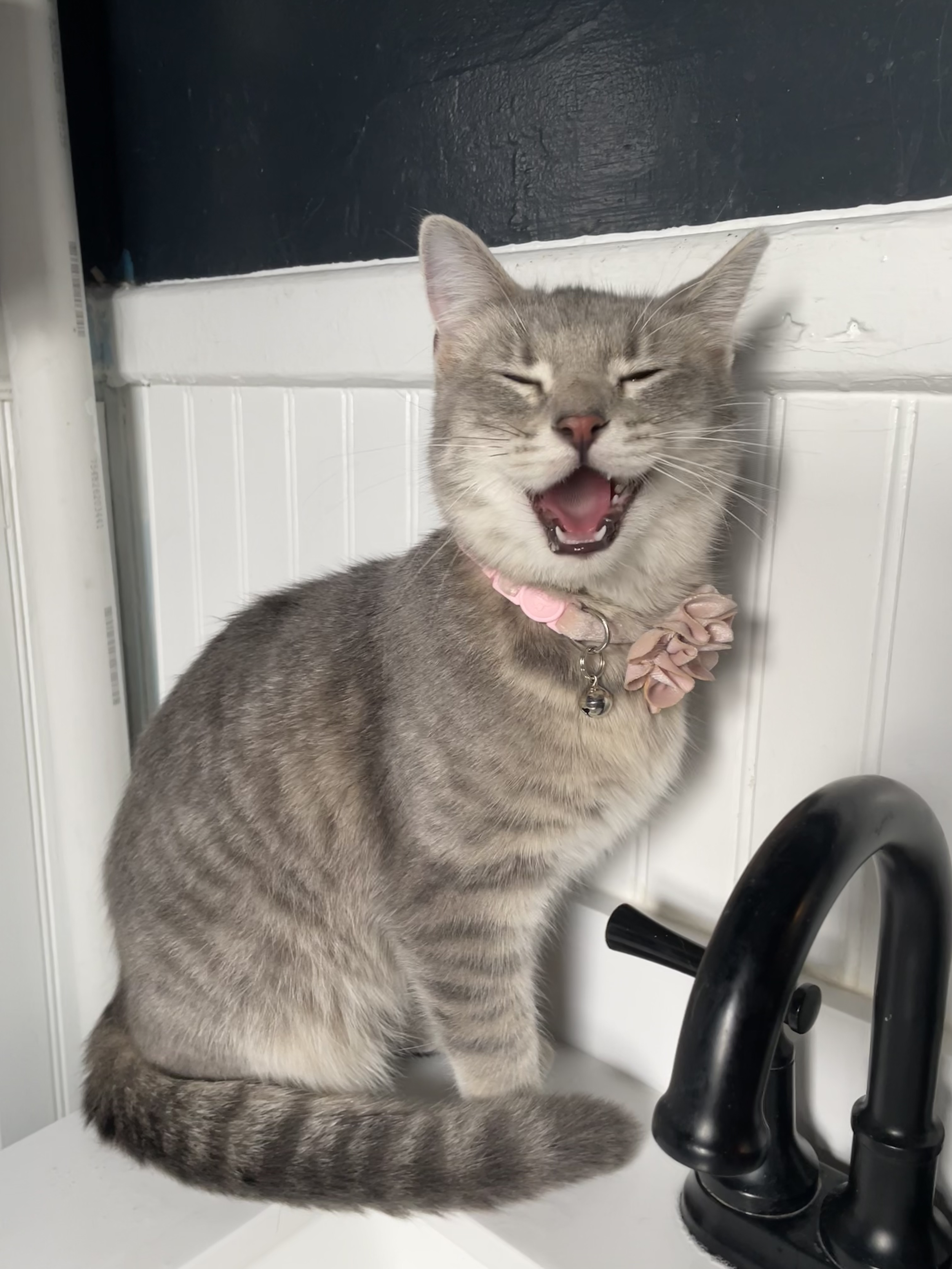 Sylvia - (application pending)