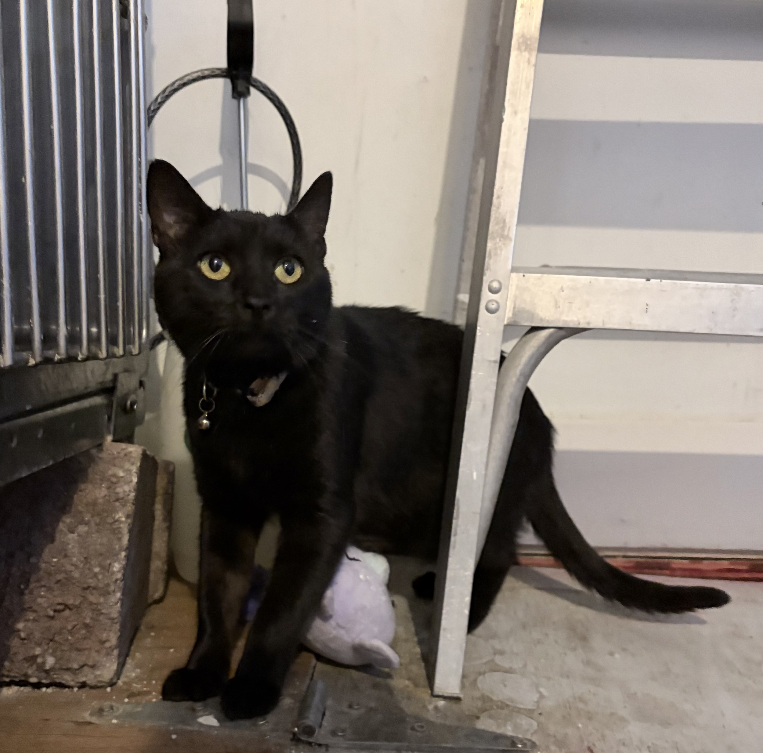 Indy - (application pending)