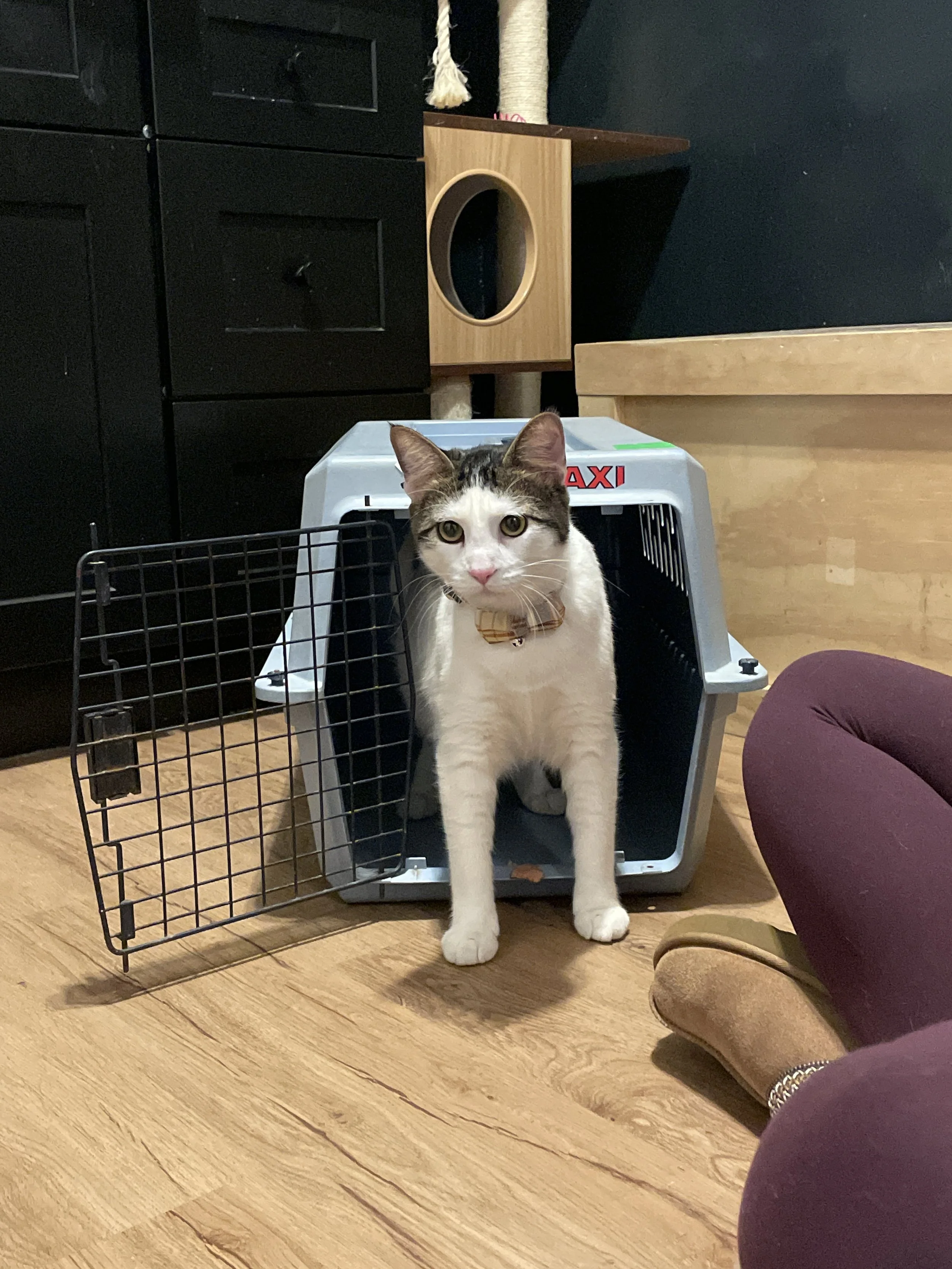 Wetzel - 11 month old male