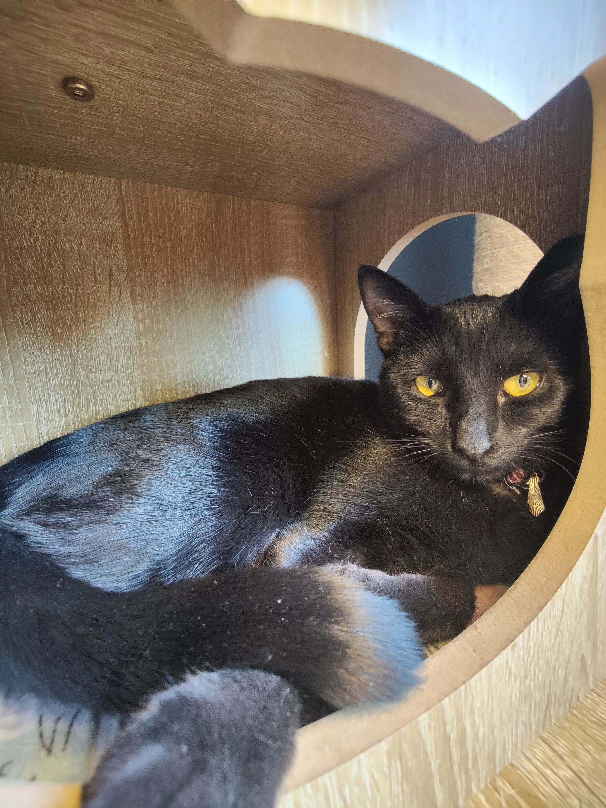 Juniper - 8 month old female