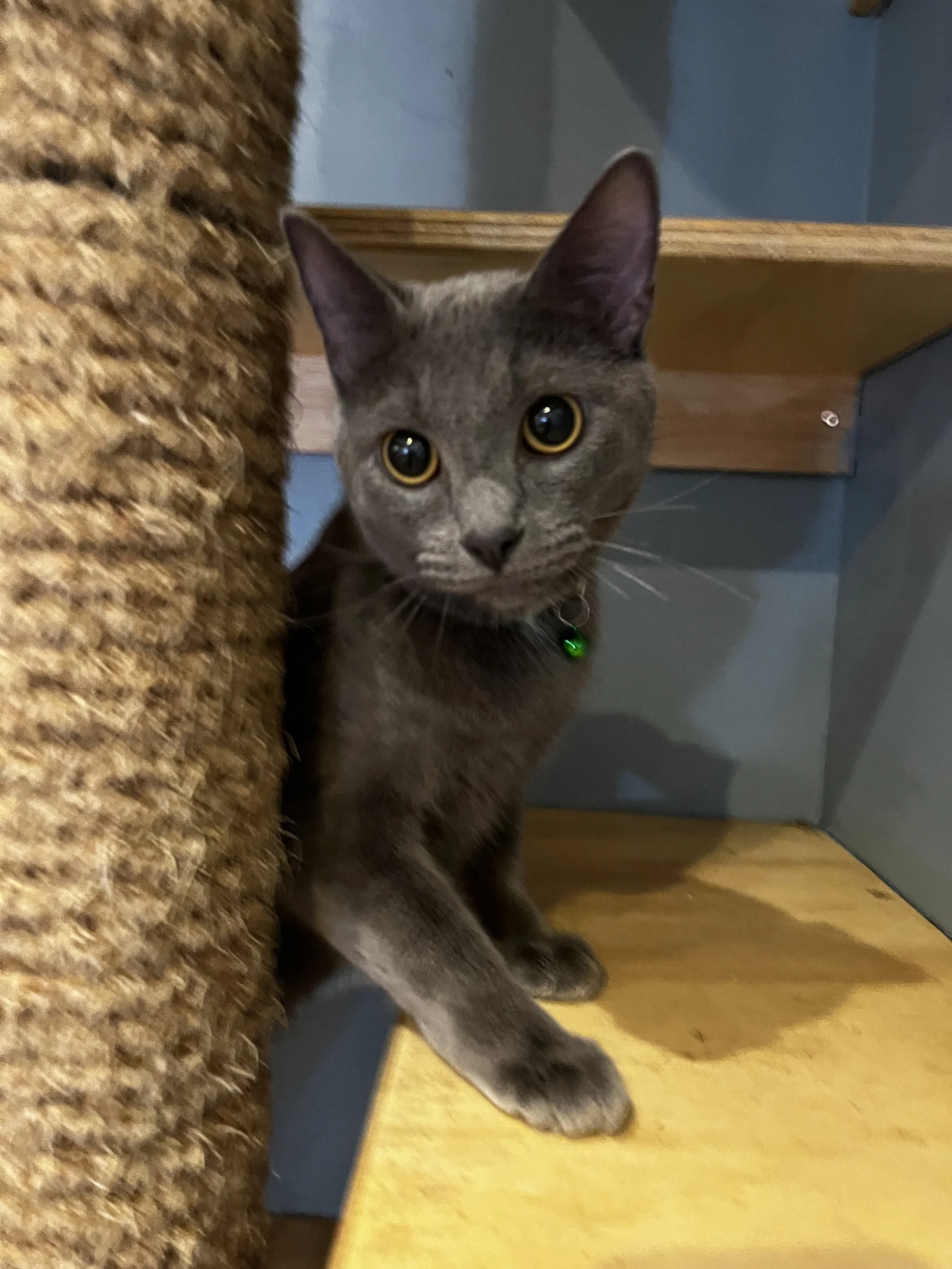 Bonnie - (application pending)