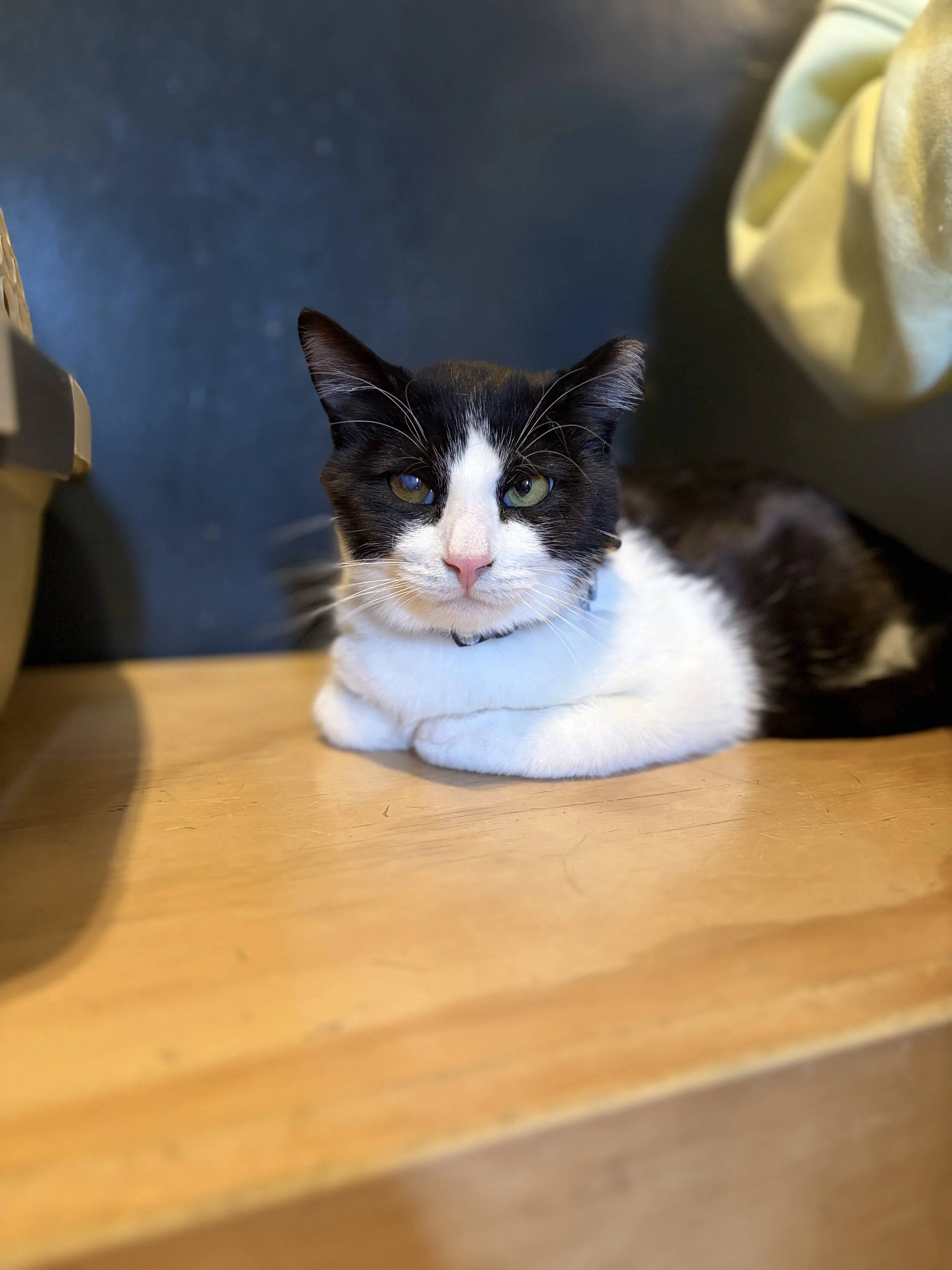 Jacque - (application pending)