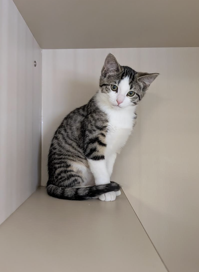 Cricket (application pending)