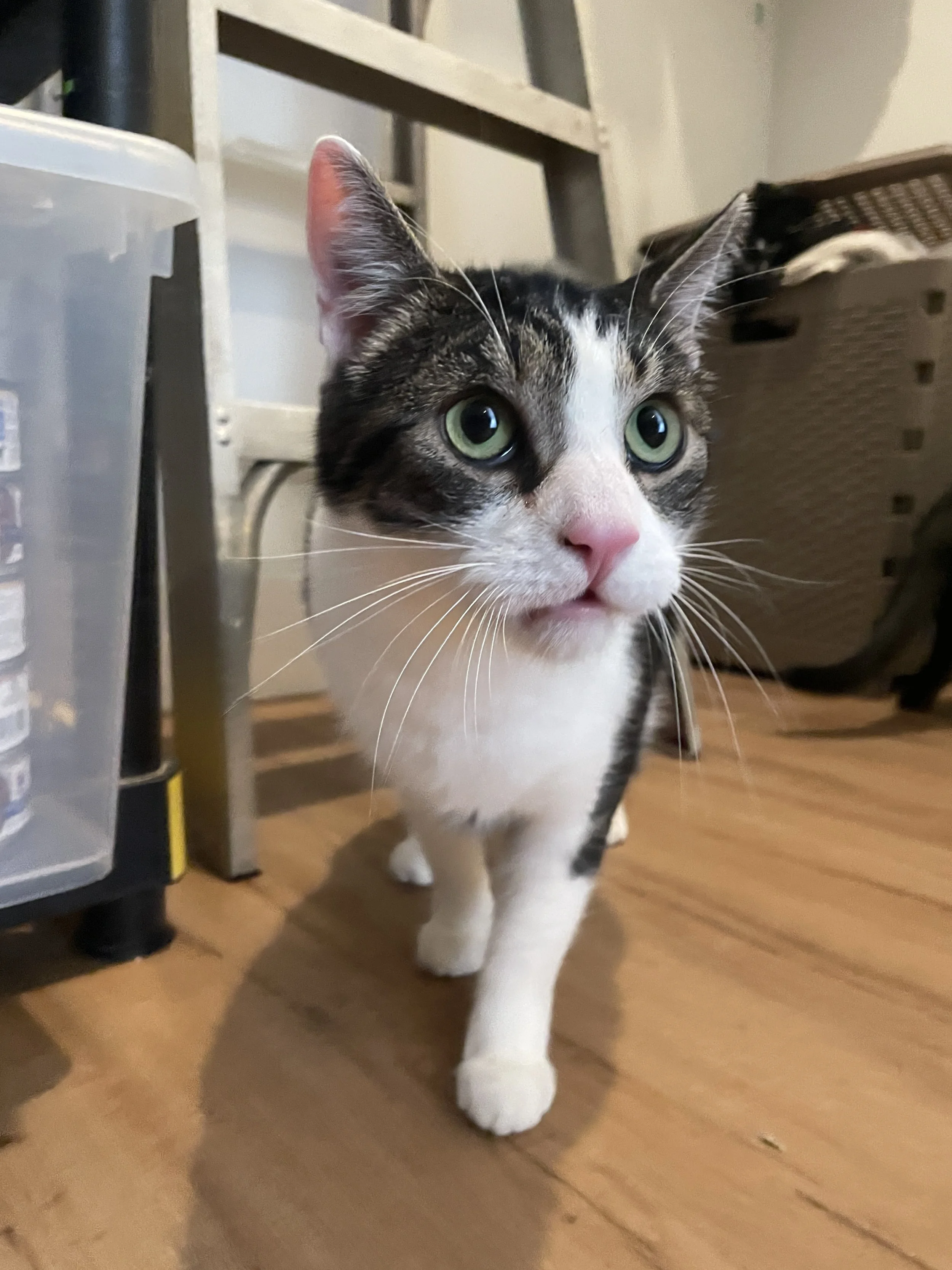 Cosmic Brownie - 2.5 year old male