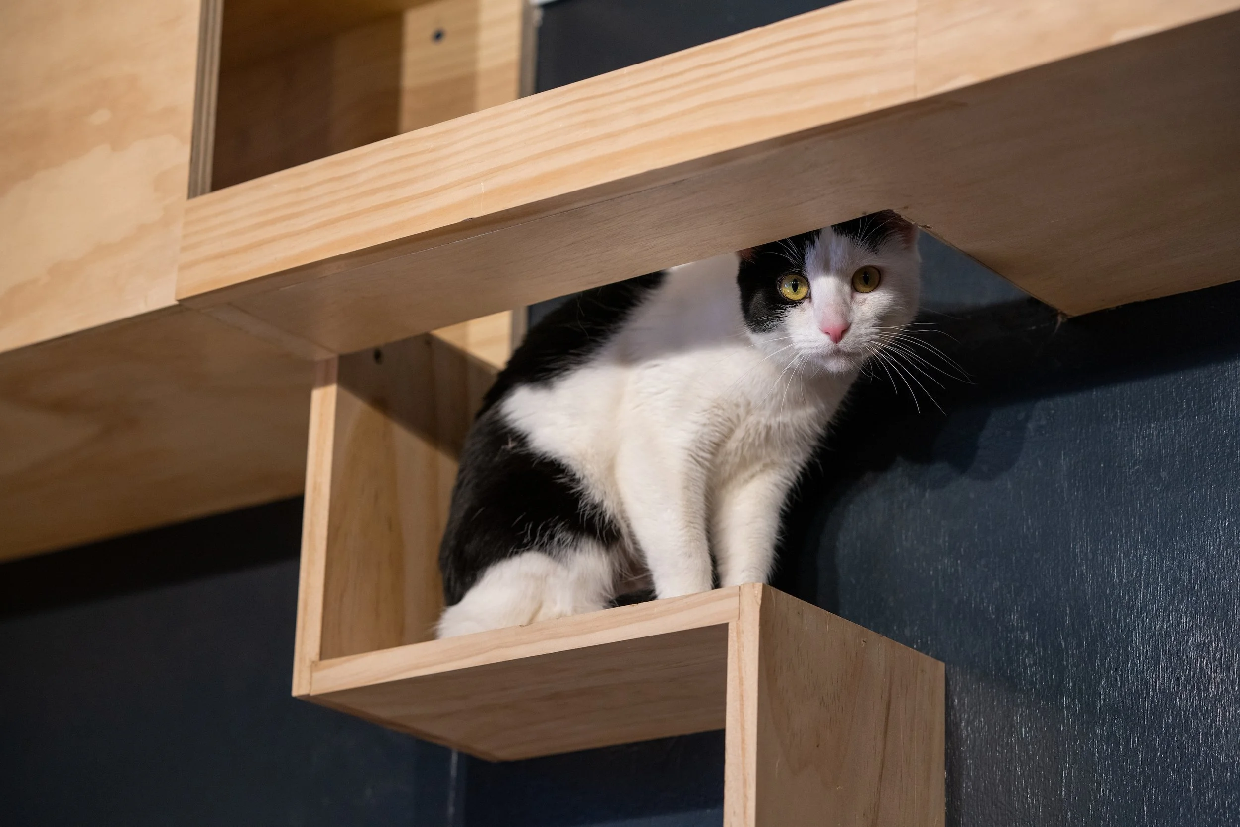 DenverCatCompany-024.jpg