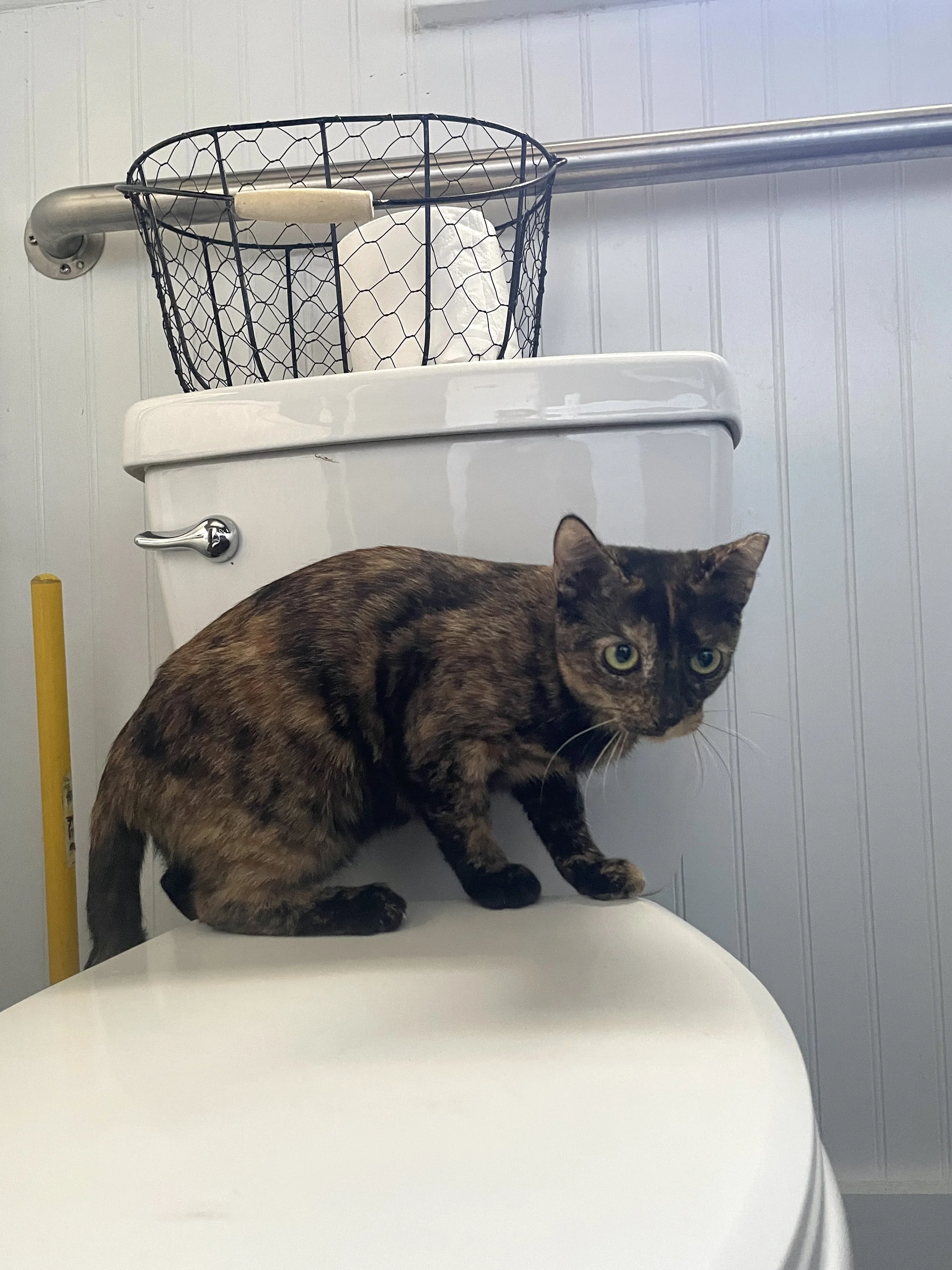 Opalite - (application pending)