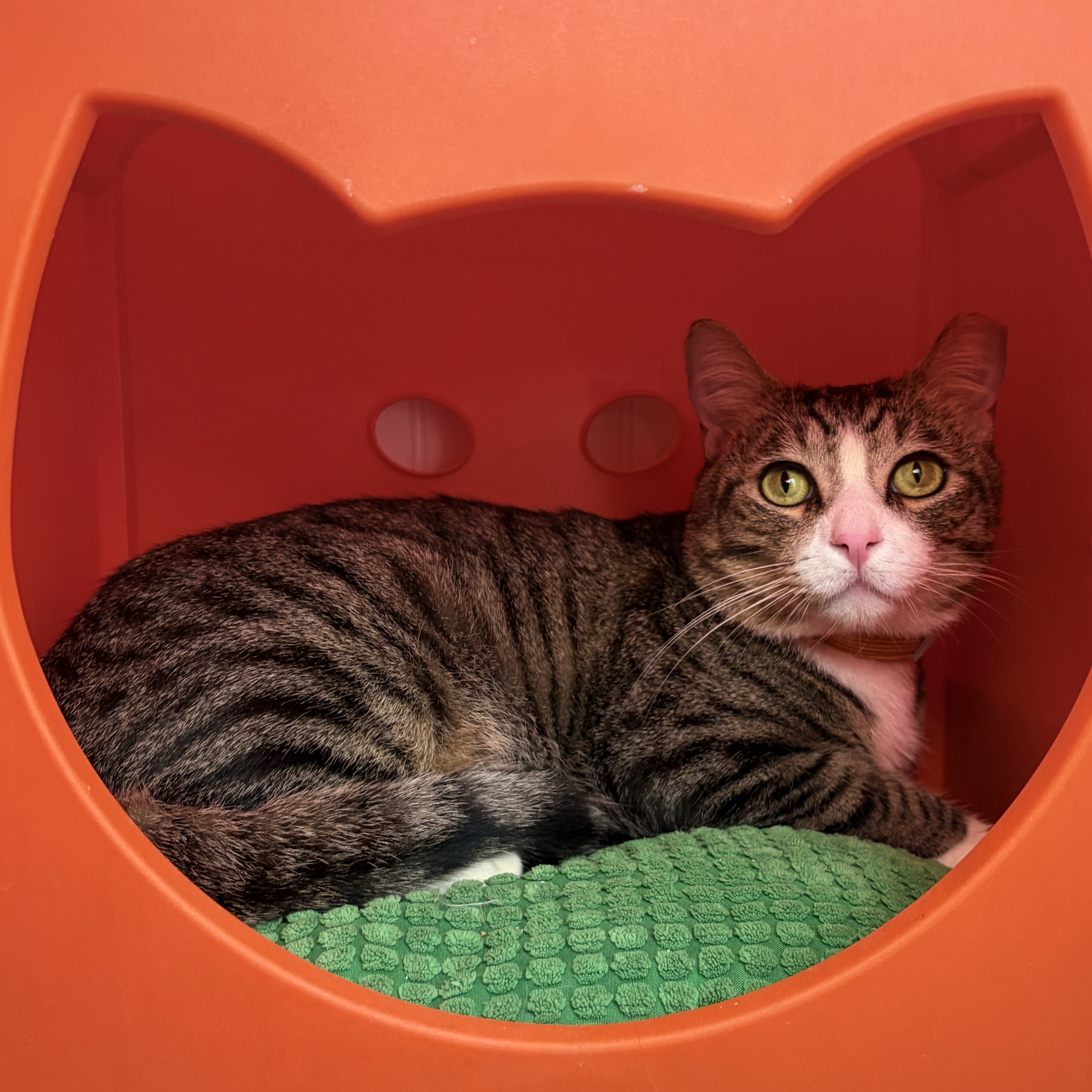The Big Fig - 1.5 year old male