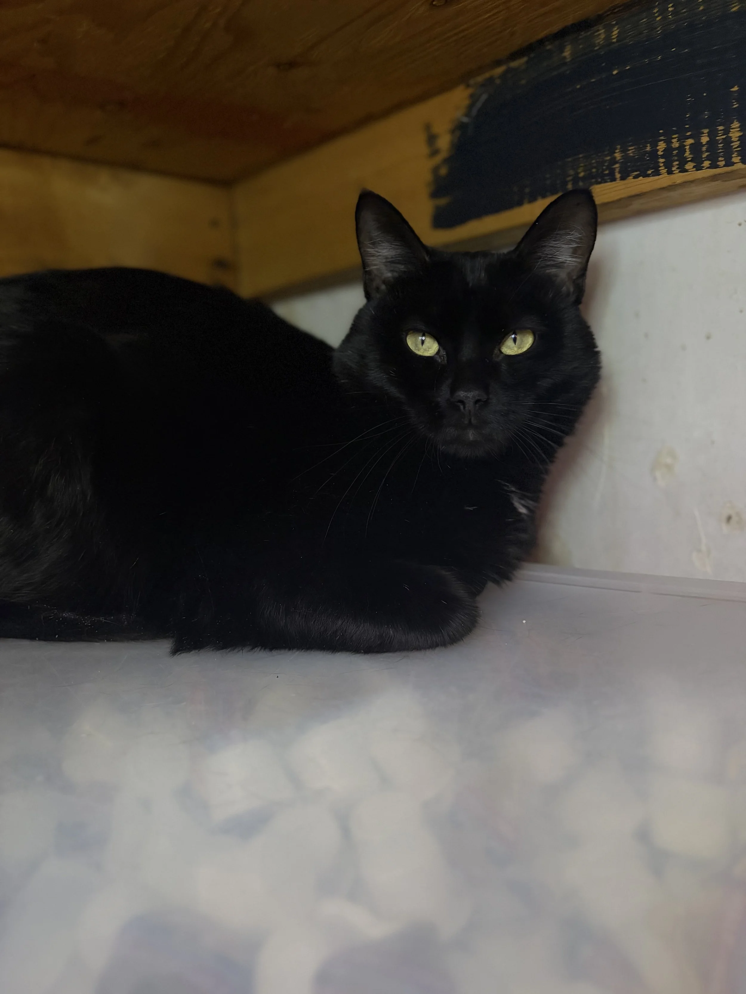 Artemis - (application pending)