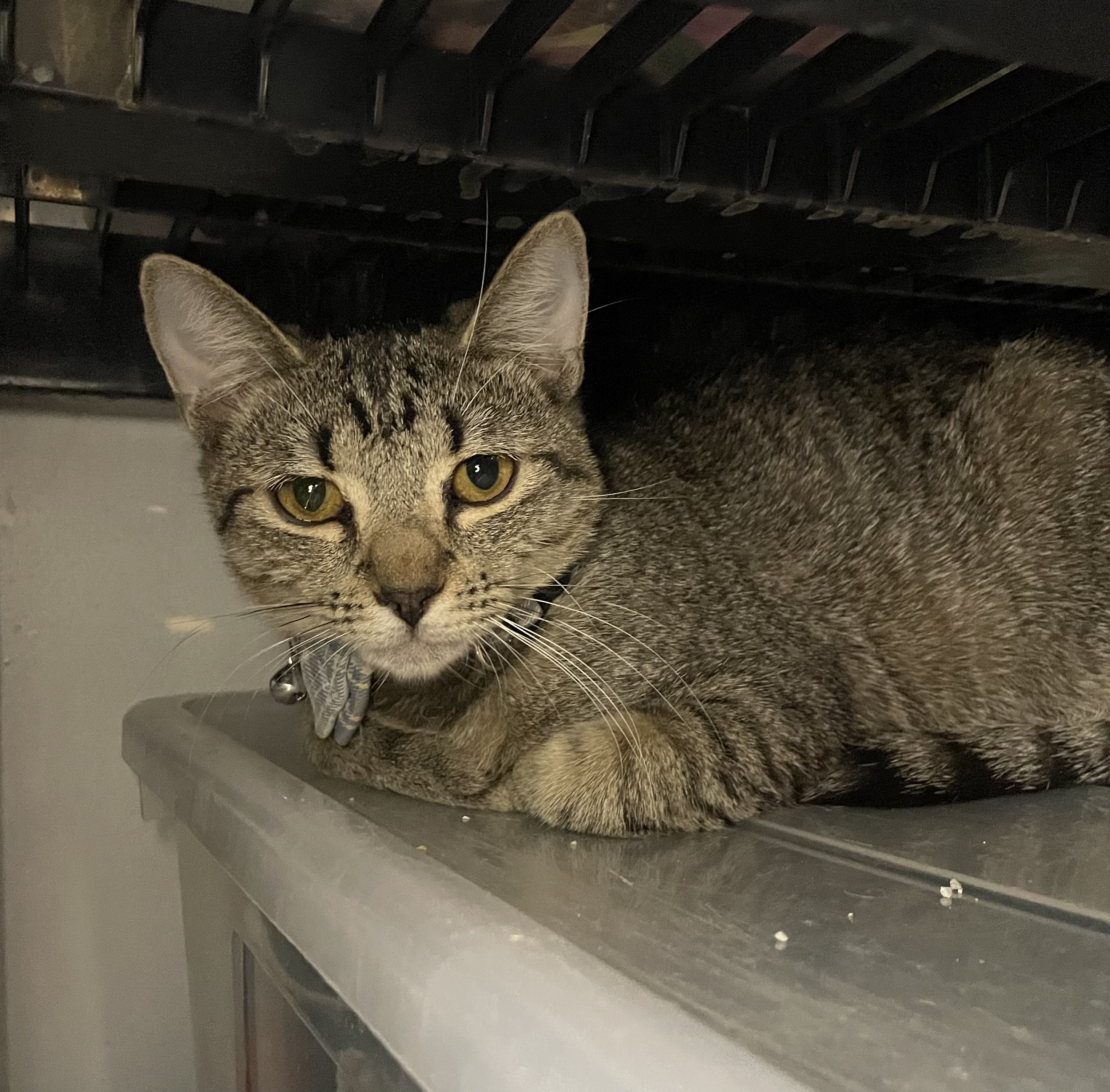 Jerry - 9 month old male