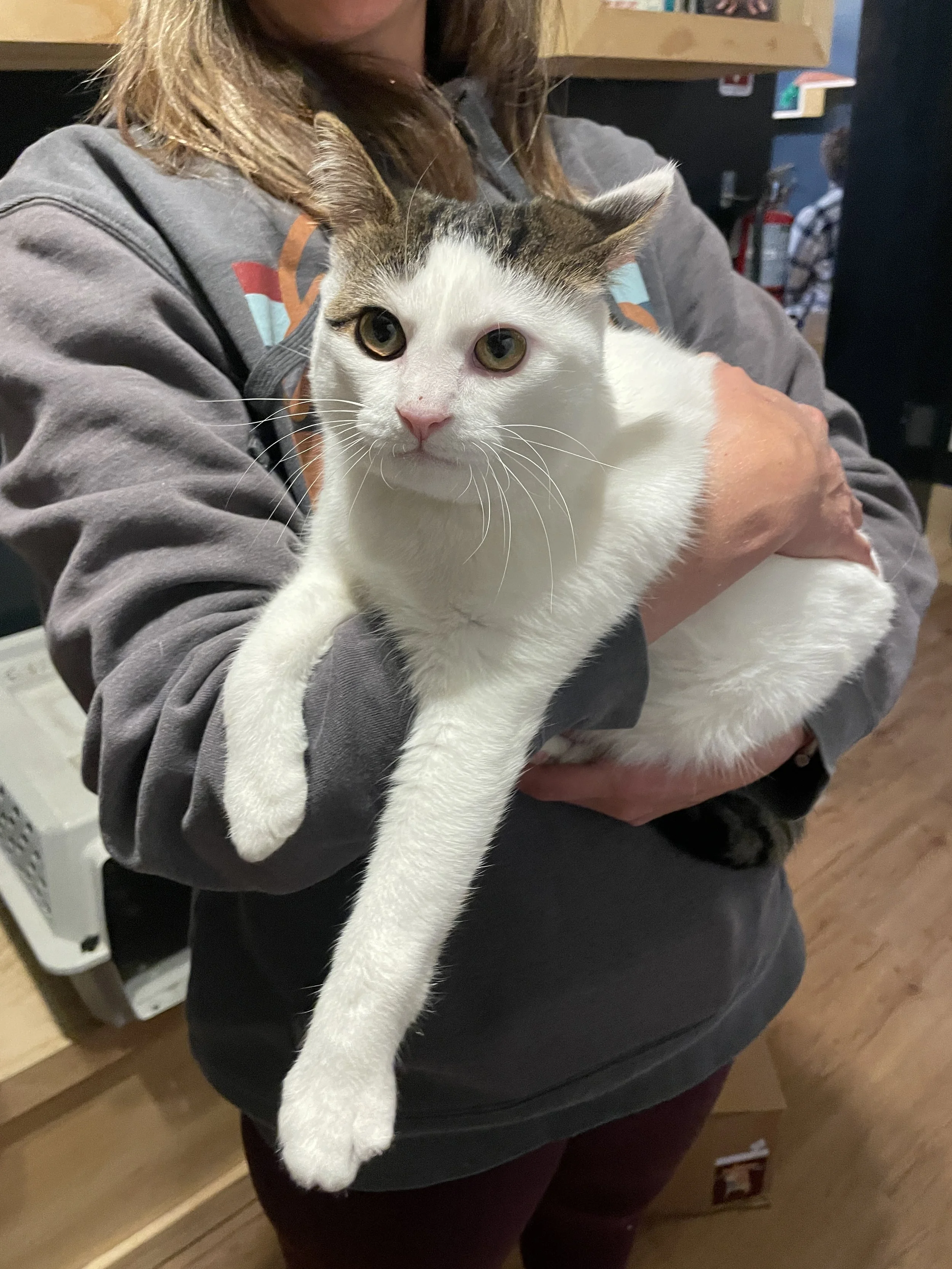 Lainey- (application pending)