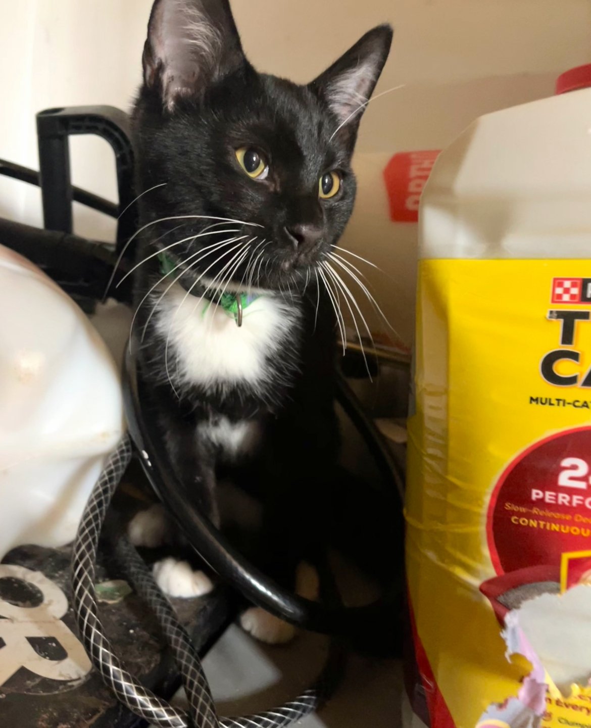 Jelly - 4 month old male