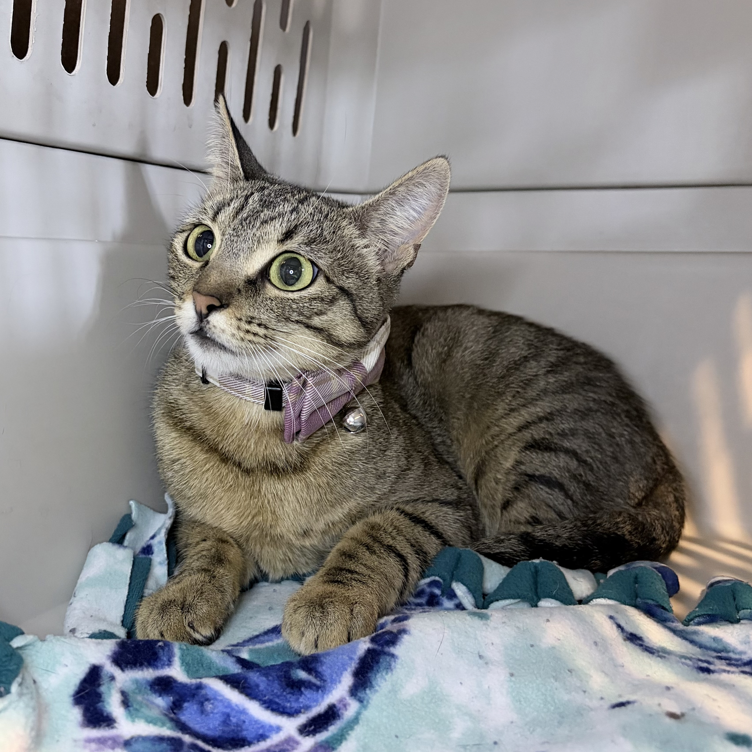 Edith - 1 year old female