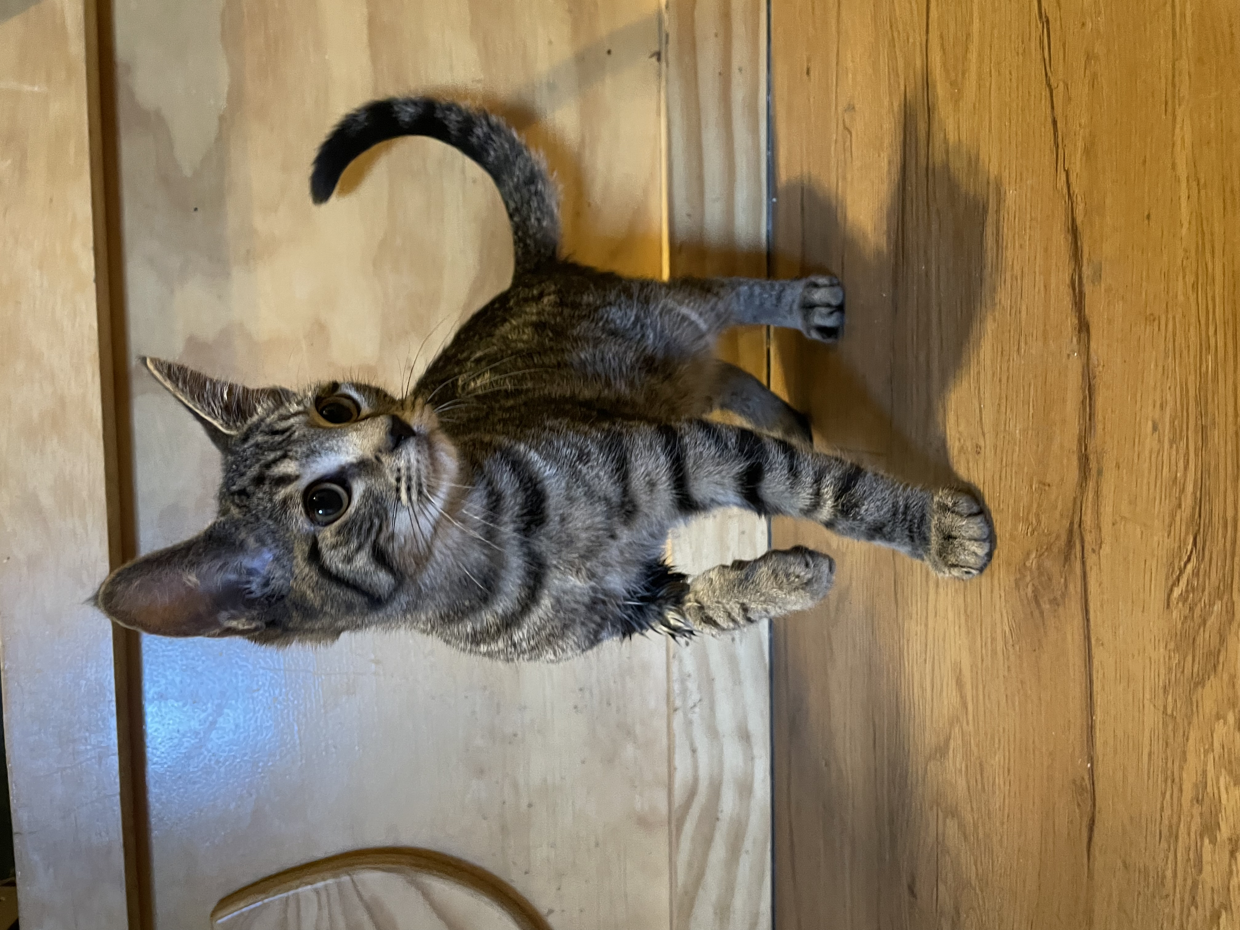 Patrick - (application pending)