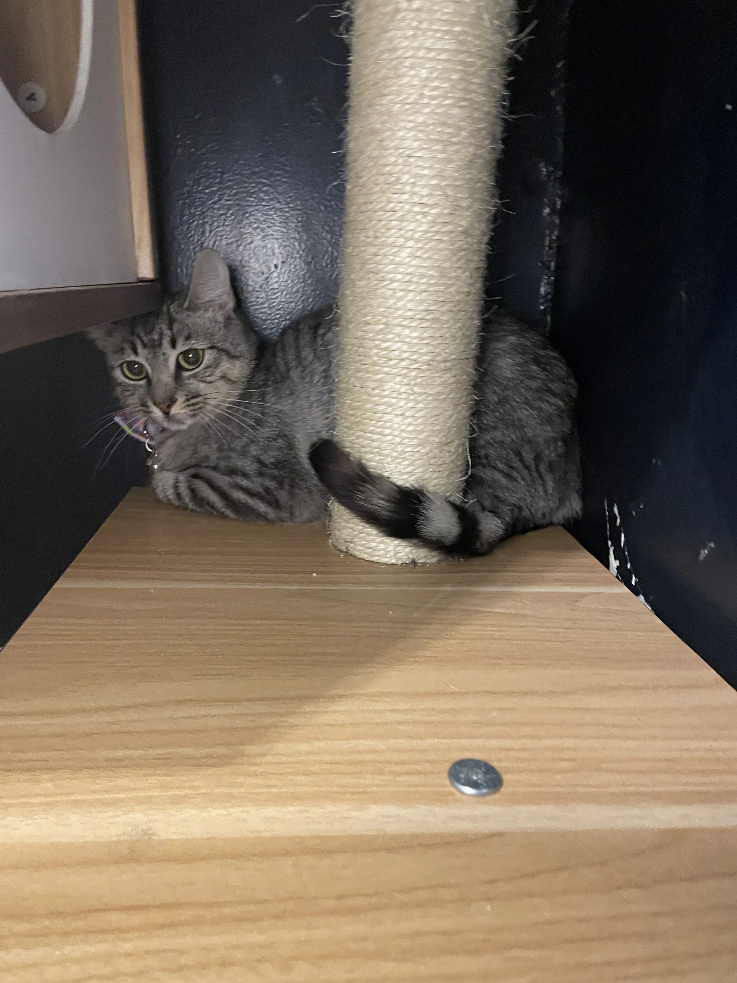 Ellis Grey - 6 month old female