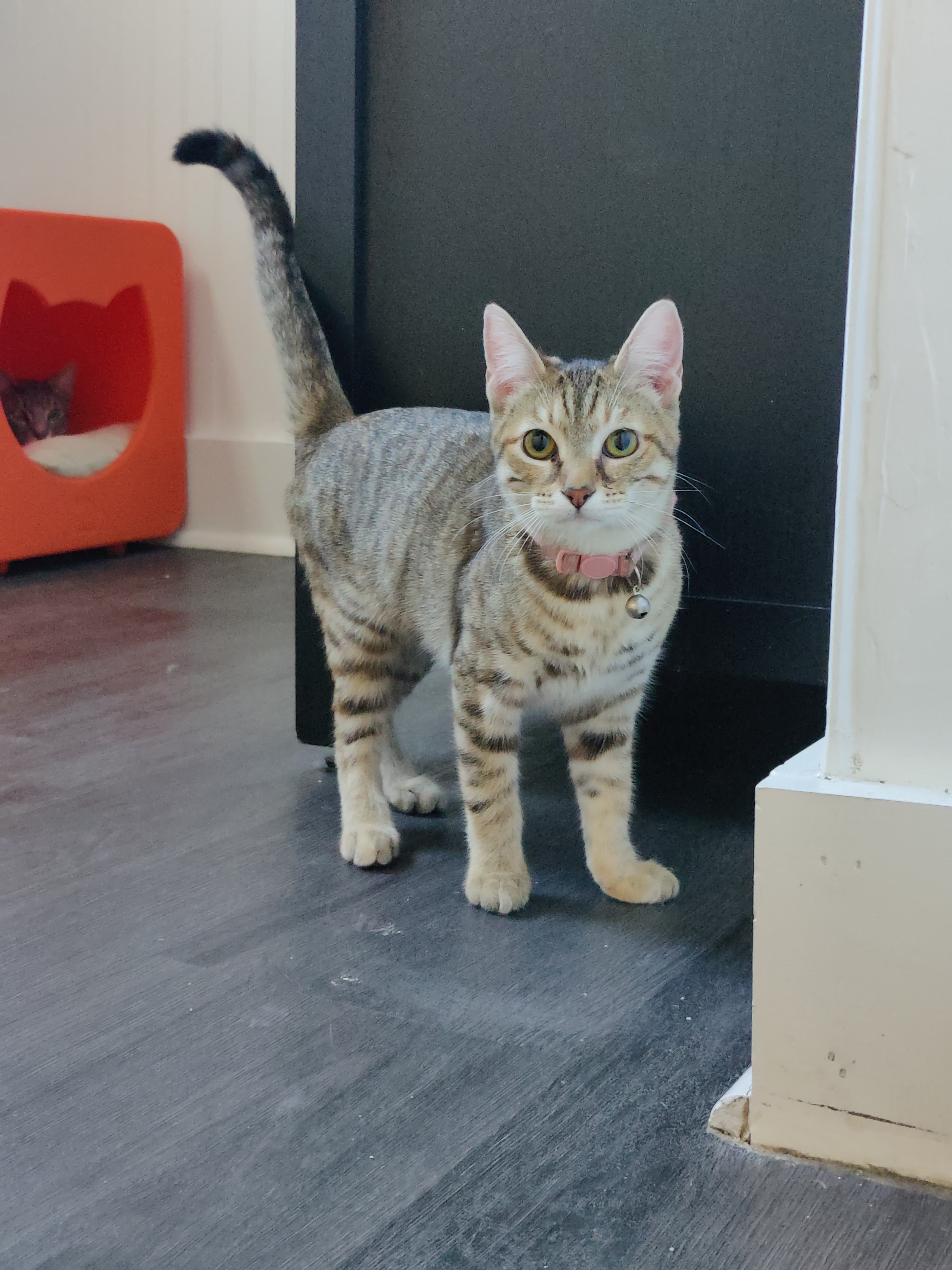 Rusty - (application pending)