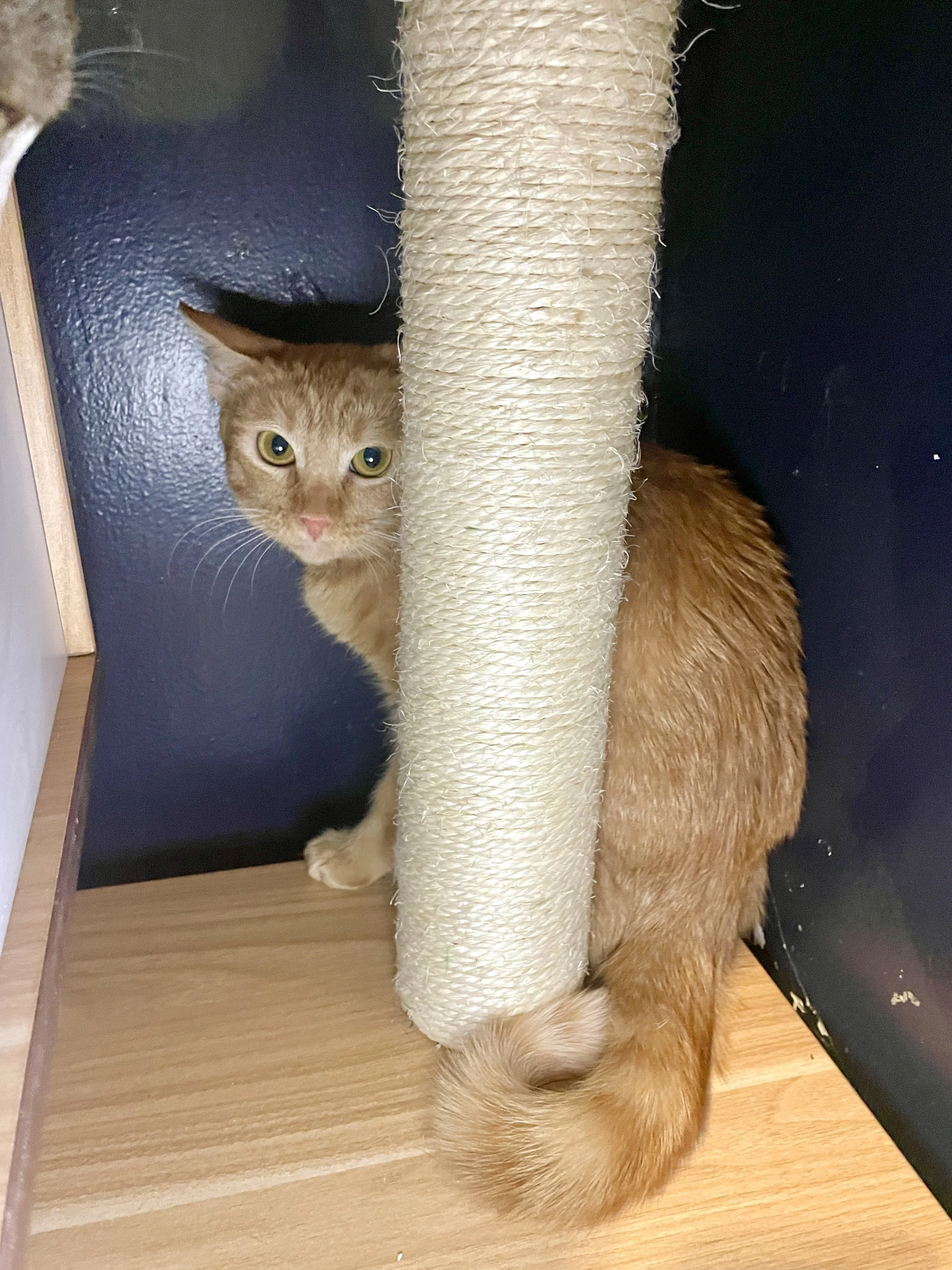 Cherry - (application pending)