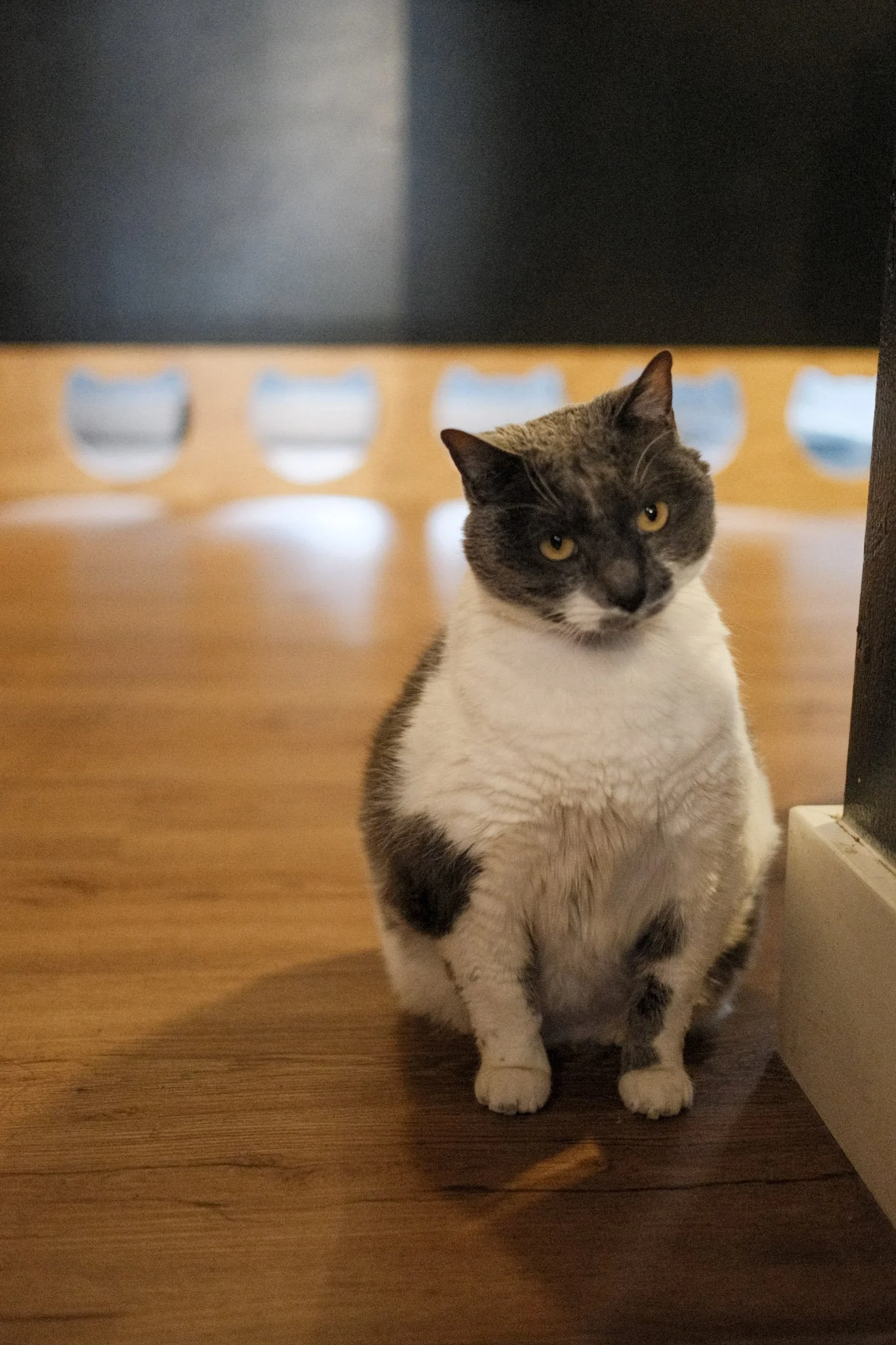 Baked Bean - 5 year old female