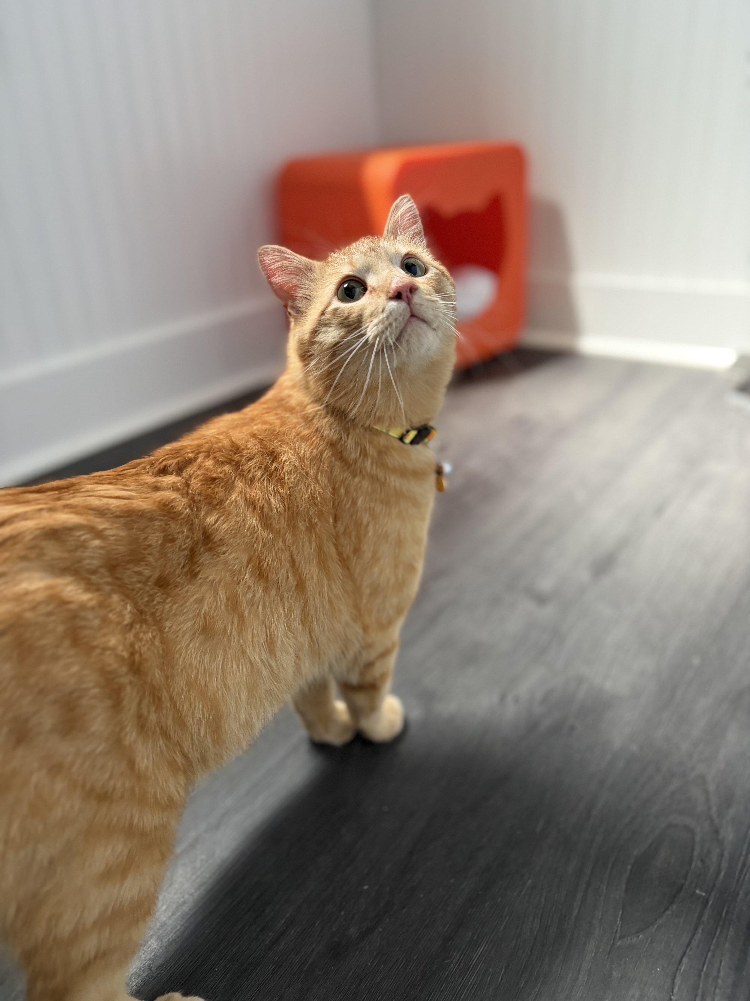 Double Wide - (application pending)