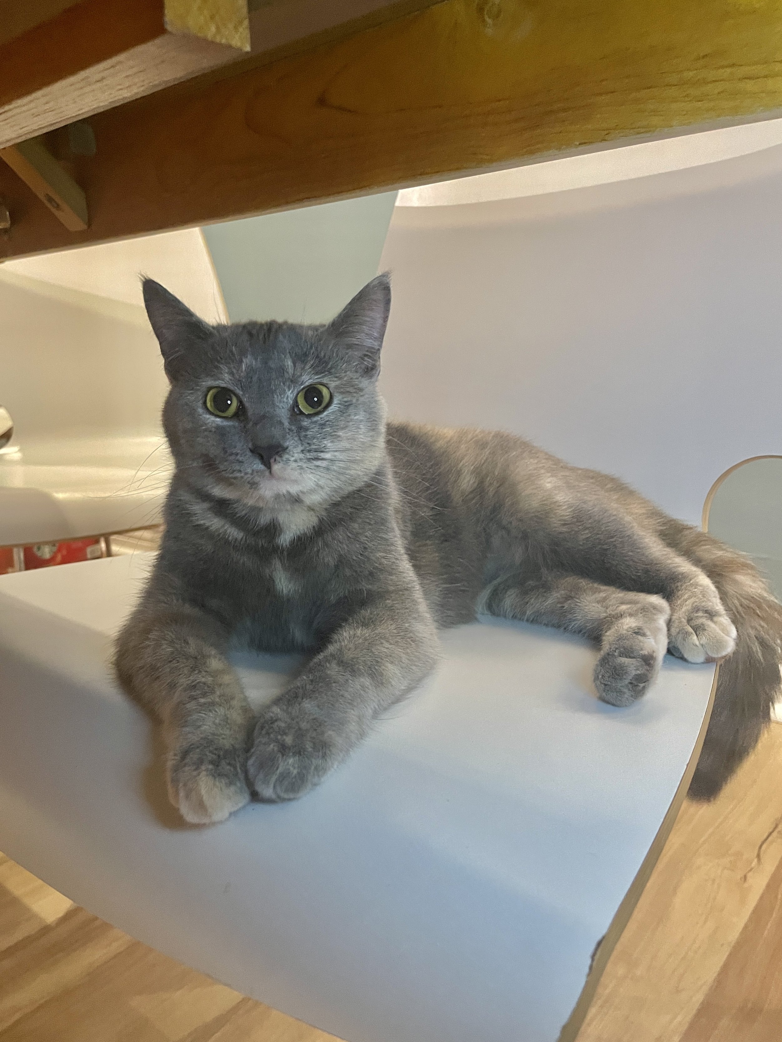 Daisy Mae - (application pending) 