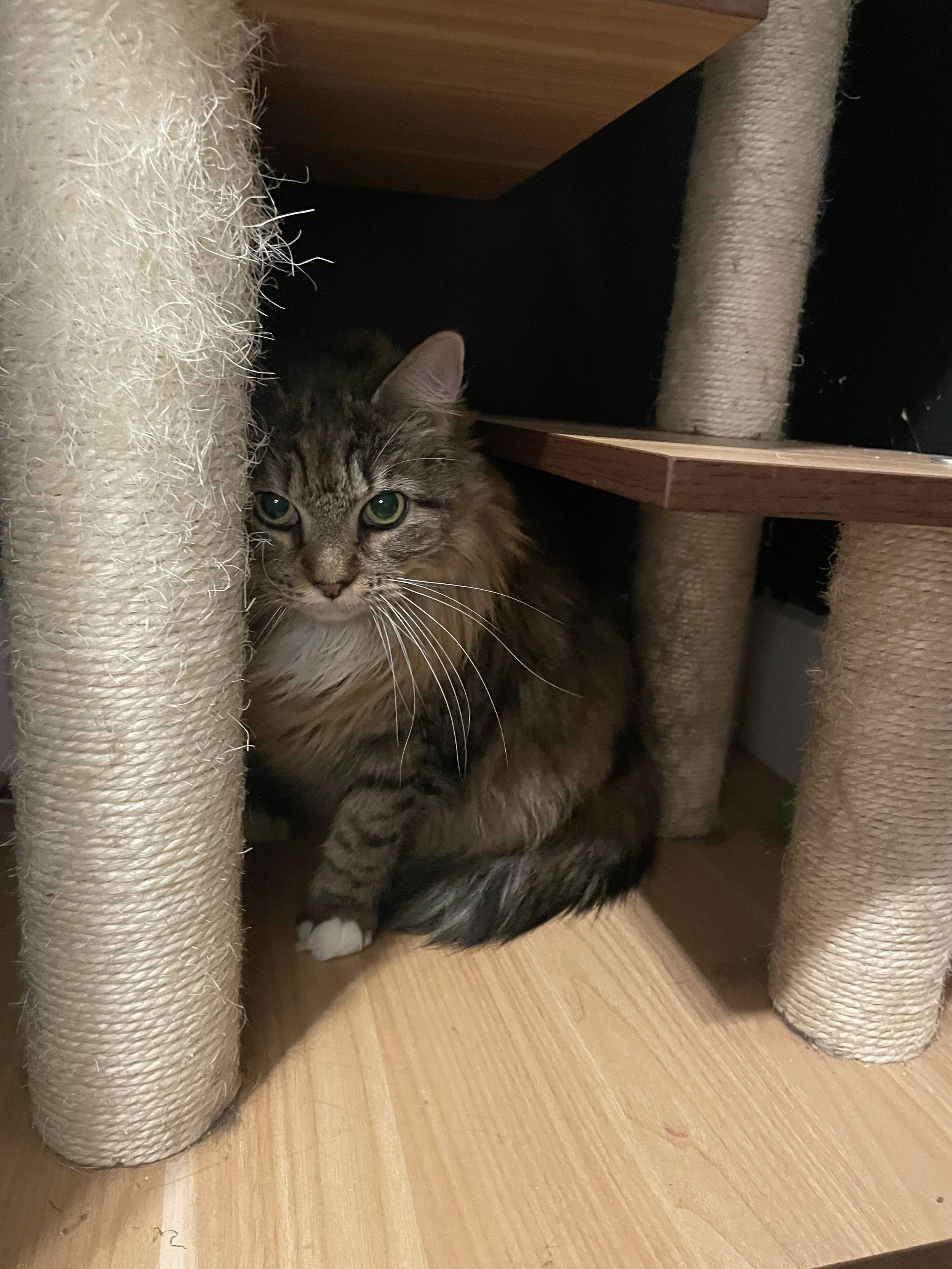 Cleo - 10 year old female, bonded to Peach