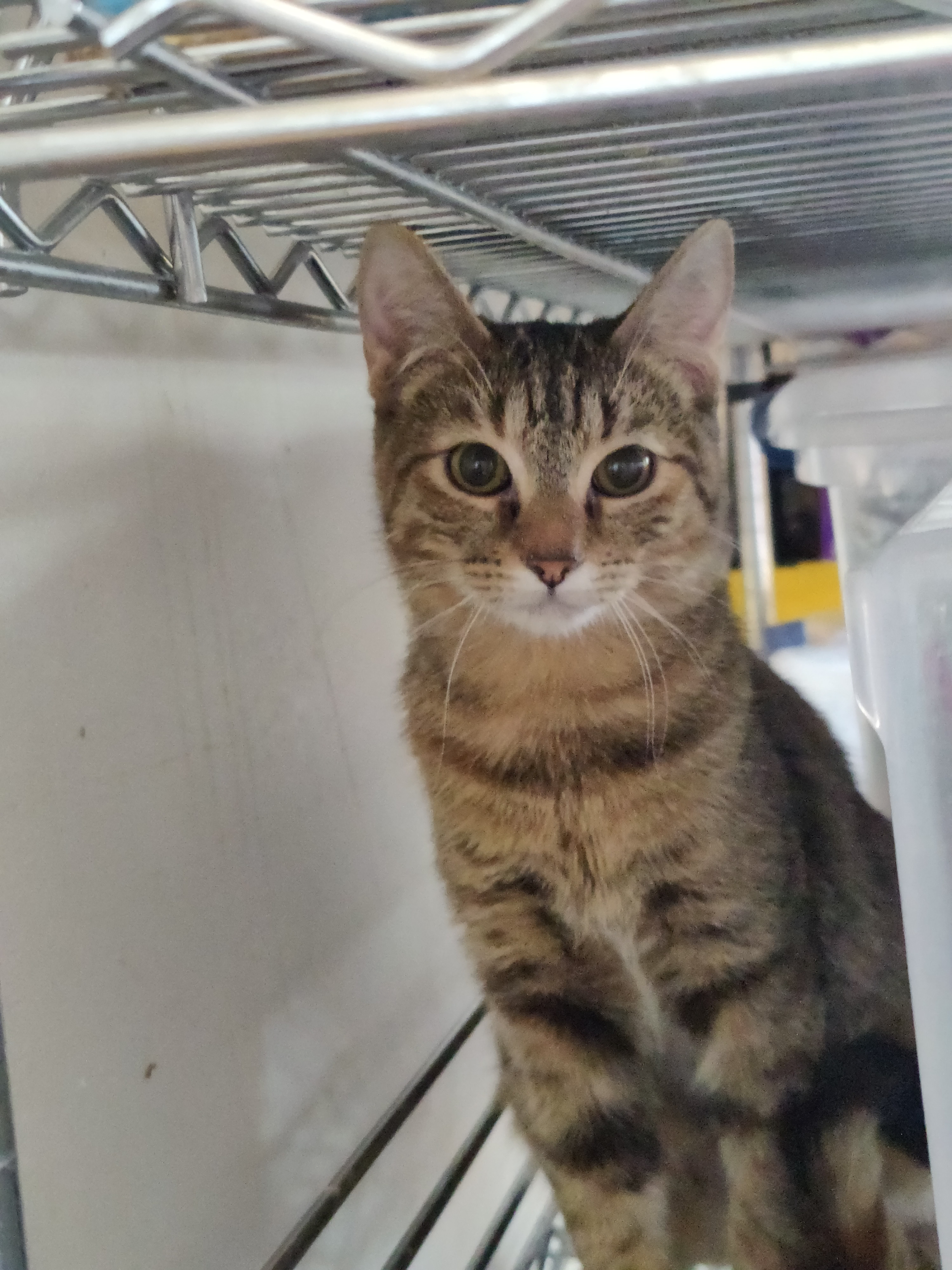 Sally - (application pending)