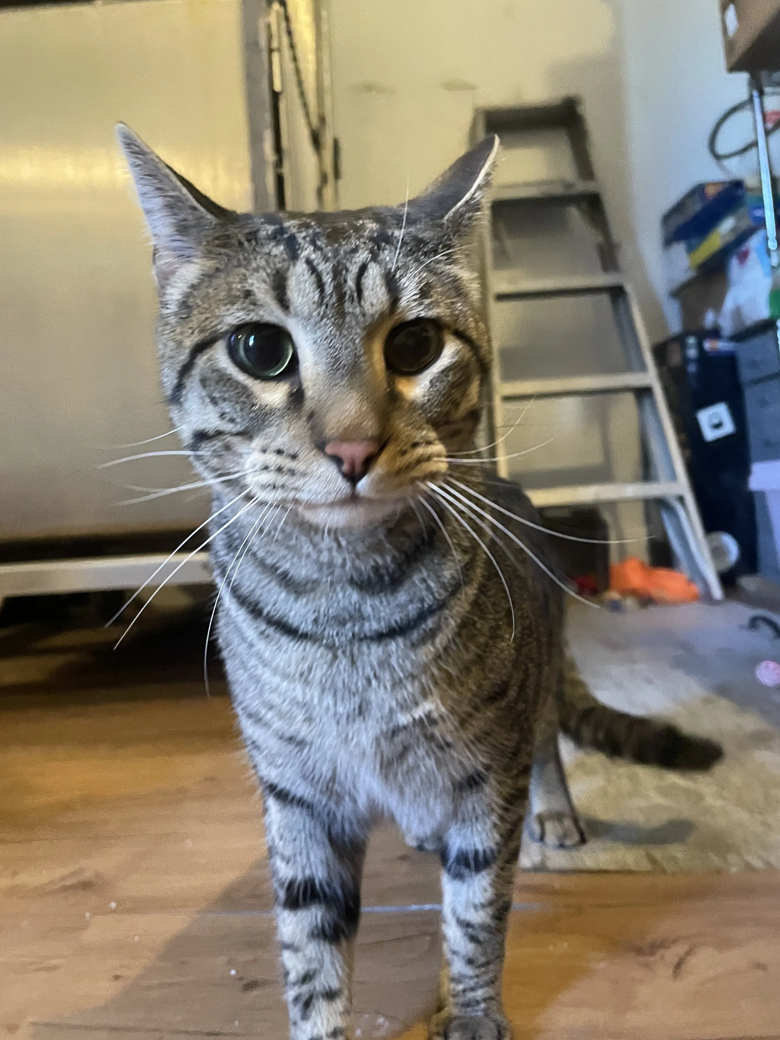 Zoolander - (application pending)